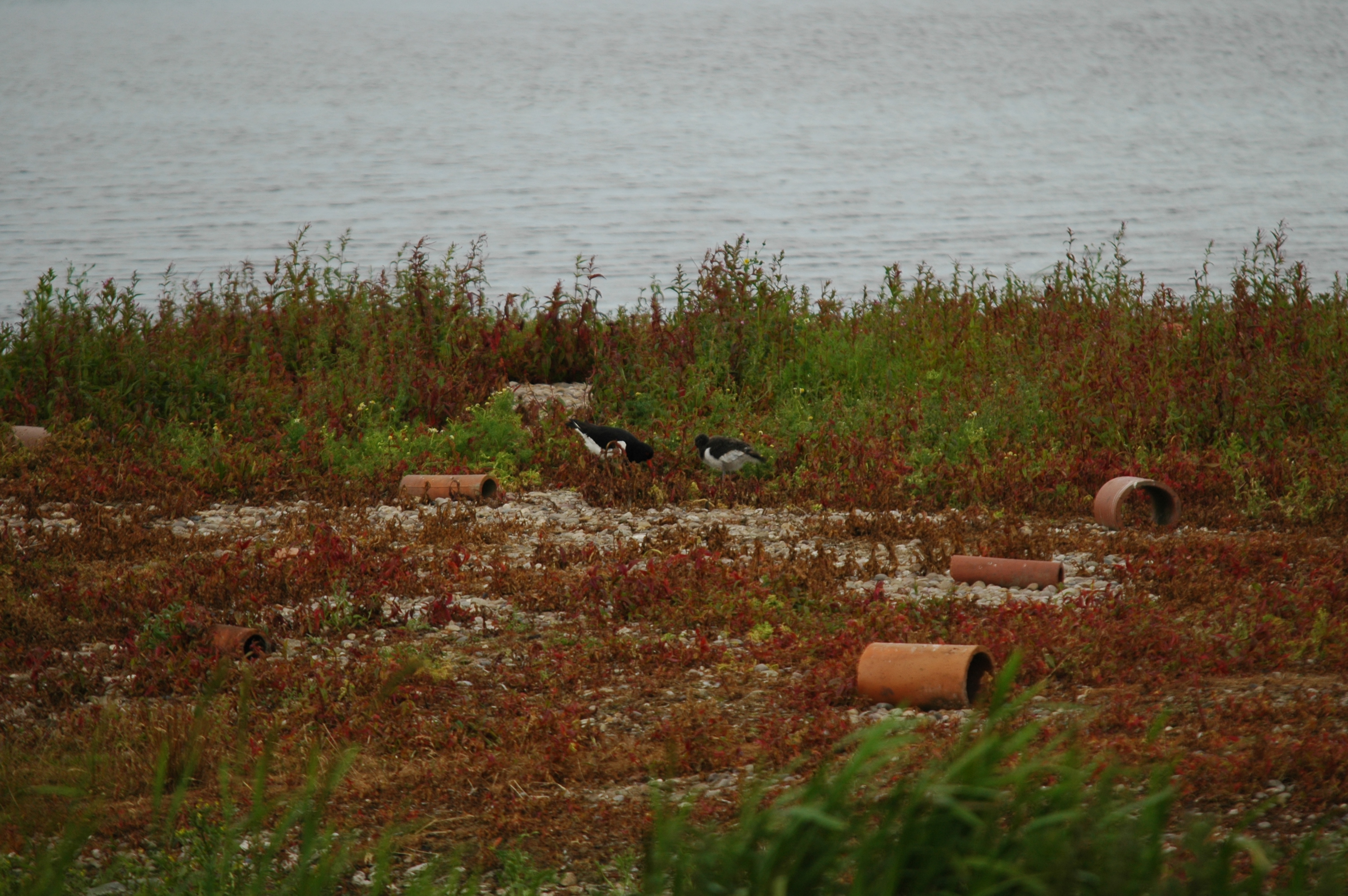 photos/wildlife/Bird_Species/057-Oystercatchers/1418-Eurasian_Oystercatcher/DSC_6219.JPG