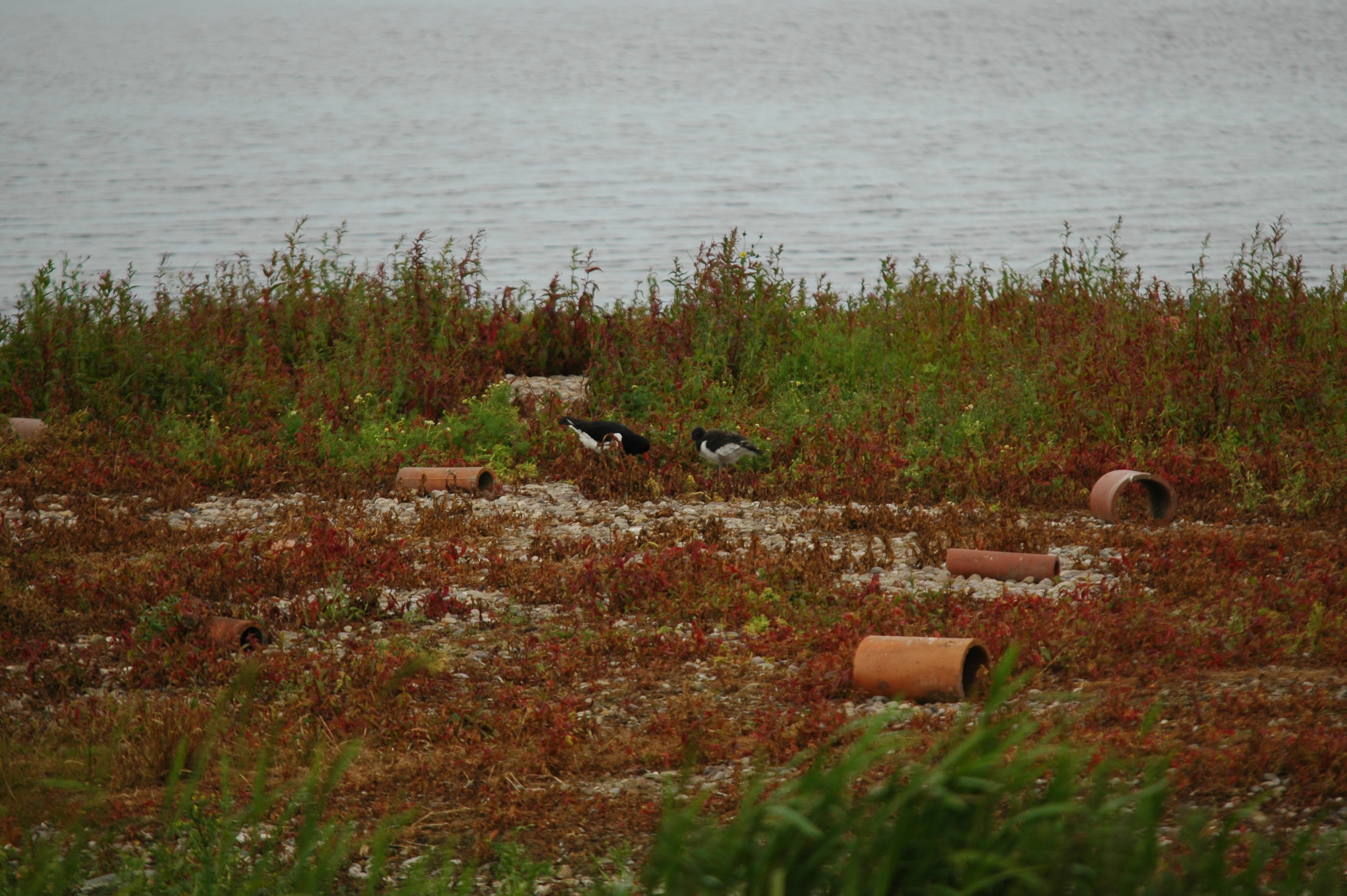 photos/wildlife/Bird_Species/057-Oystercatchers/1418-Eurasian_Oystercatcher/DSC_6220.JPG