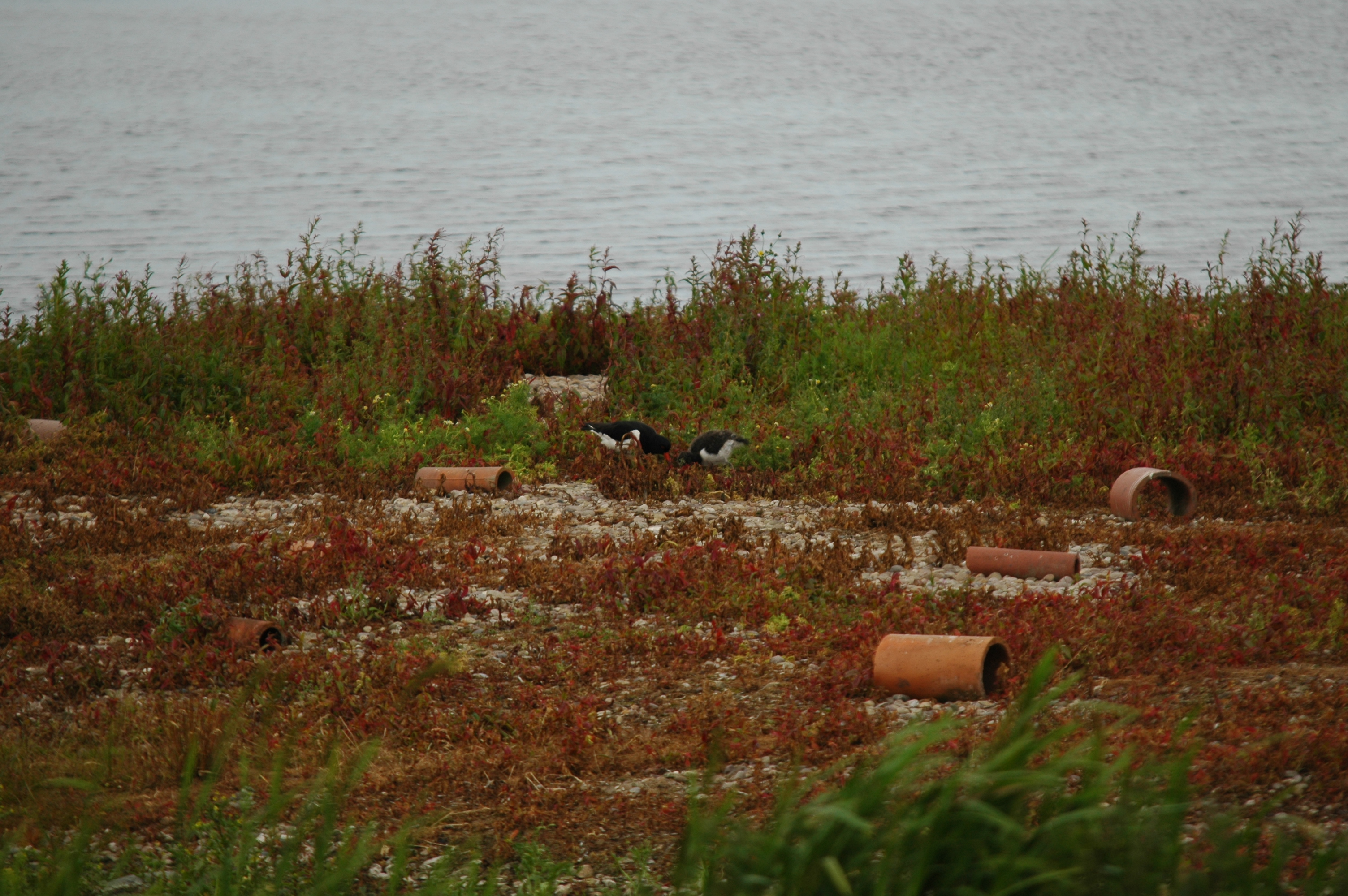 photos/wildlife/Bird_Species/057-Oystercatchers/1418-Eurasian_Oystercatcher/DSC_6221.JPG