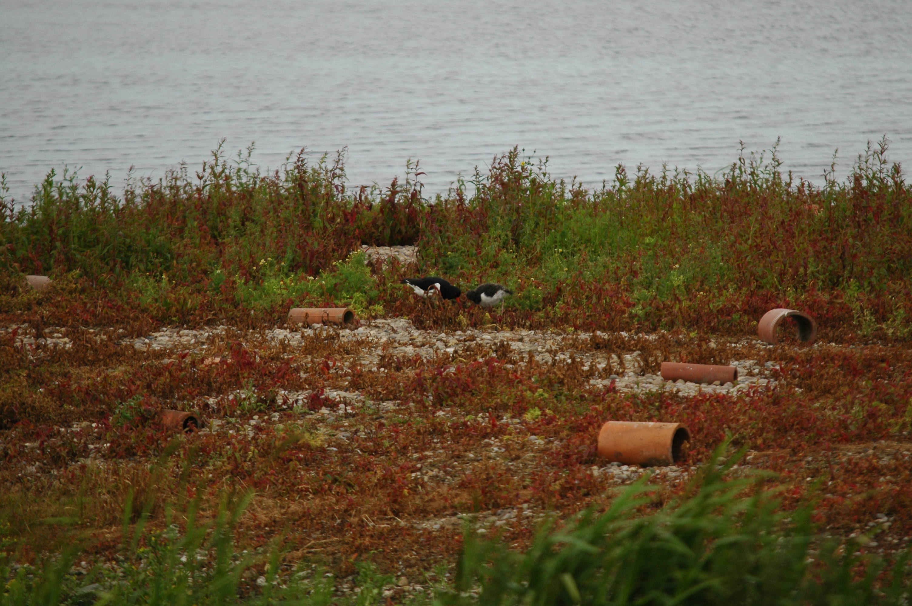 photos/wildlife/Bird_Species/057-Oystercatchers/1418-Eurasian_Oystercatcher/DSC_6222.JPG