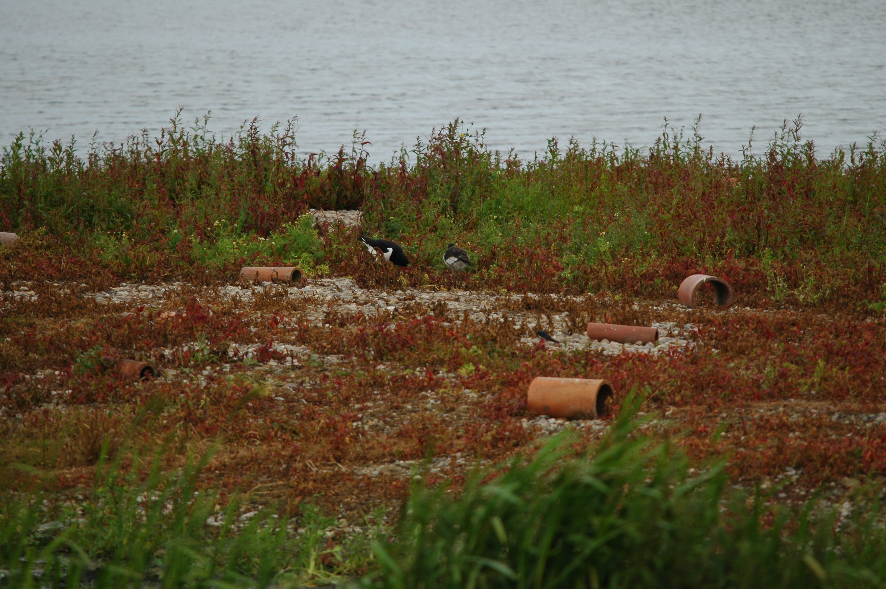photos/wildlife/Bird_Species/057-Oystercatchers/1418-Eurasian_Oystercatcher/DSC_6223.JPG