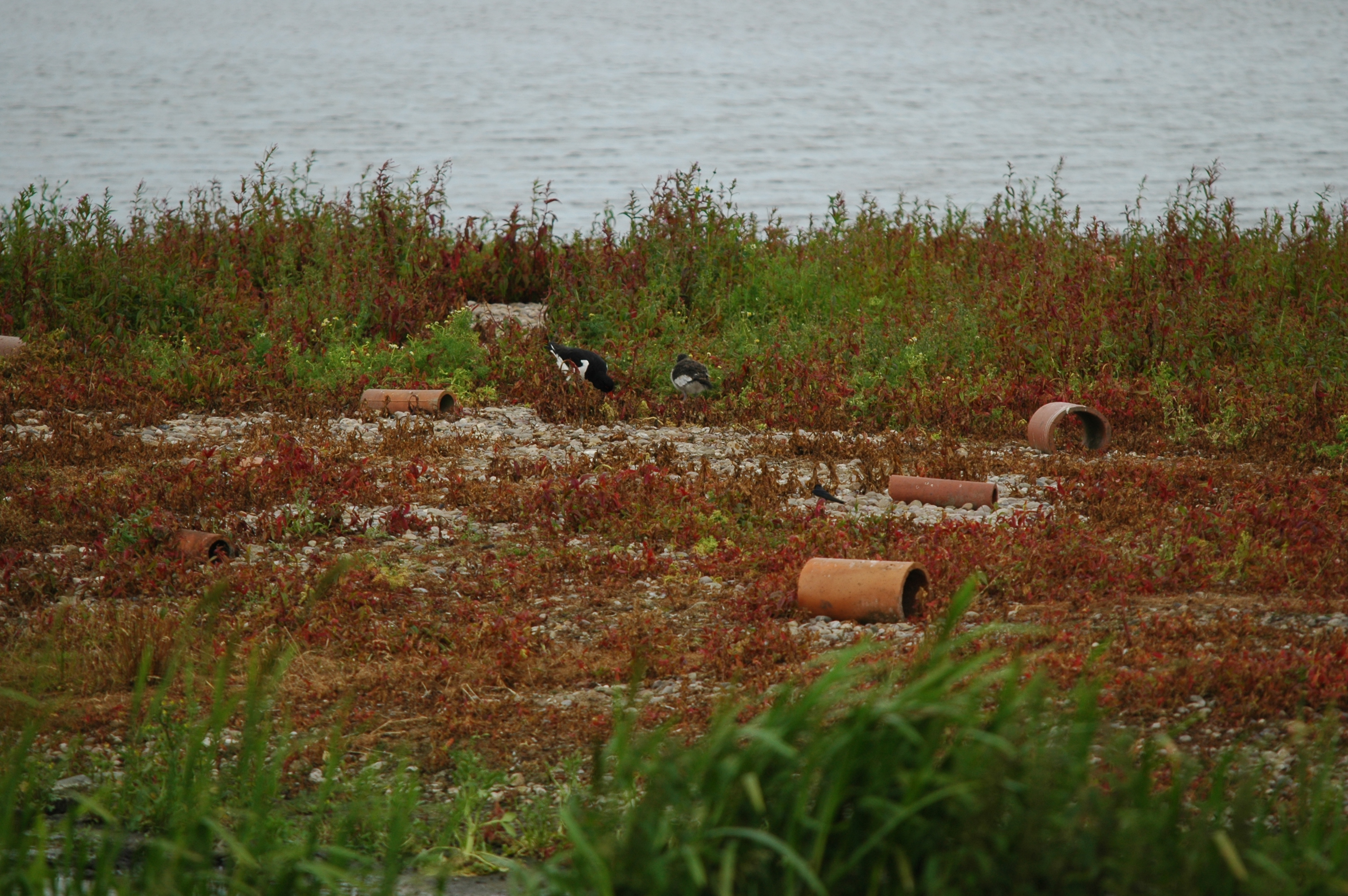 photos/wildlife/Bird_Species/057-Oystercatchers/1418-Eurasian_Oystercatcher/DSC_6224.JPG