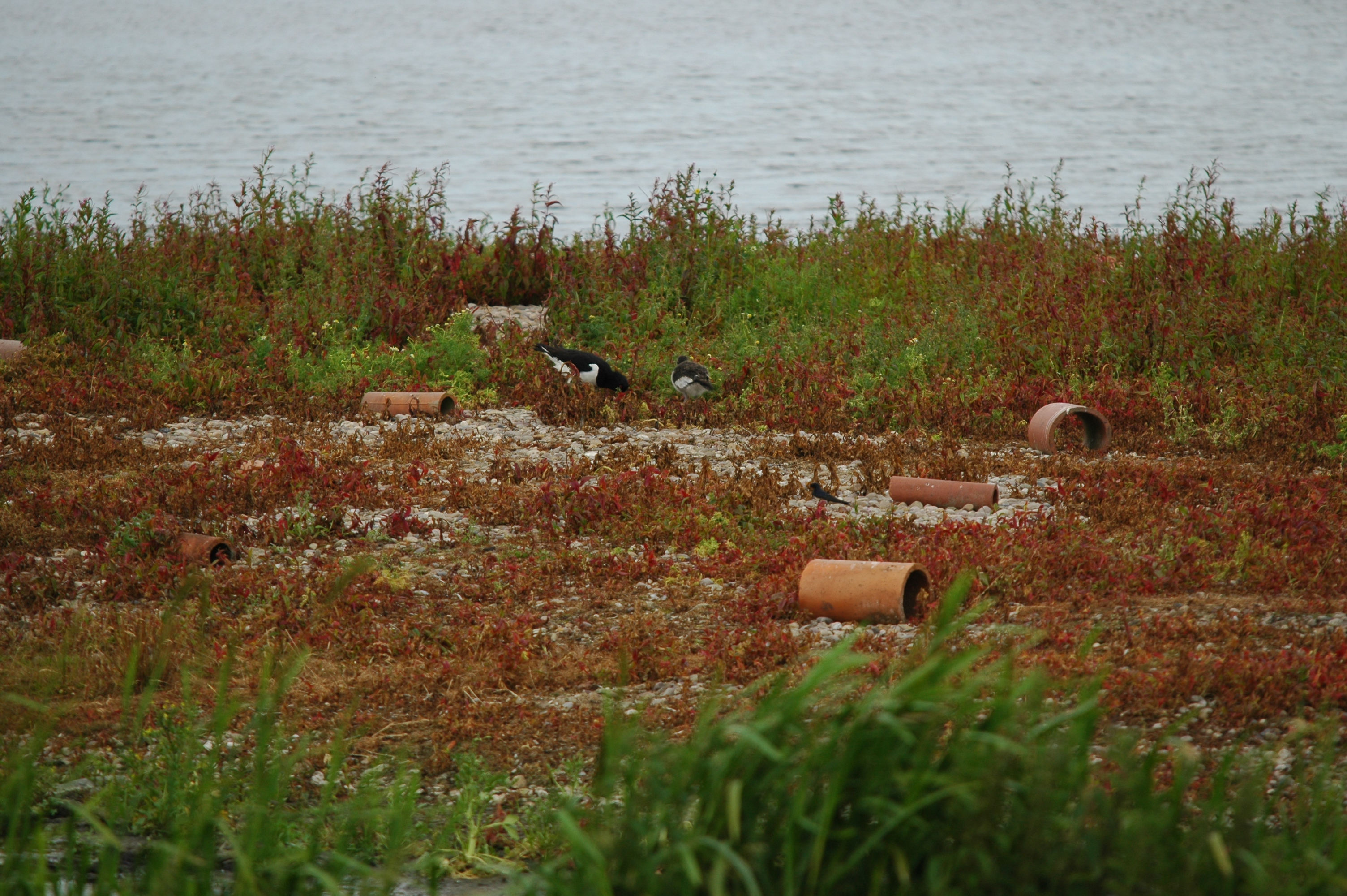 photos/wildlife/Bird_Species/057-Oystercatchers/1418-Eurasian_Oystercatcher/DSC_6225.JPG