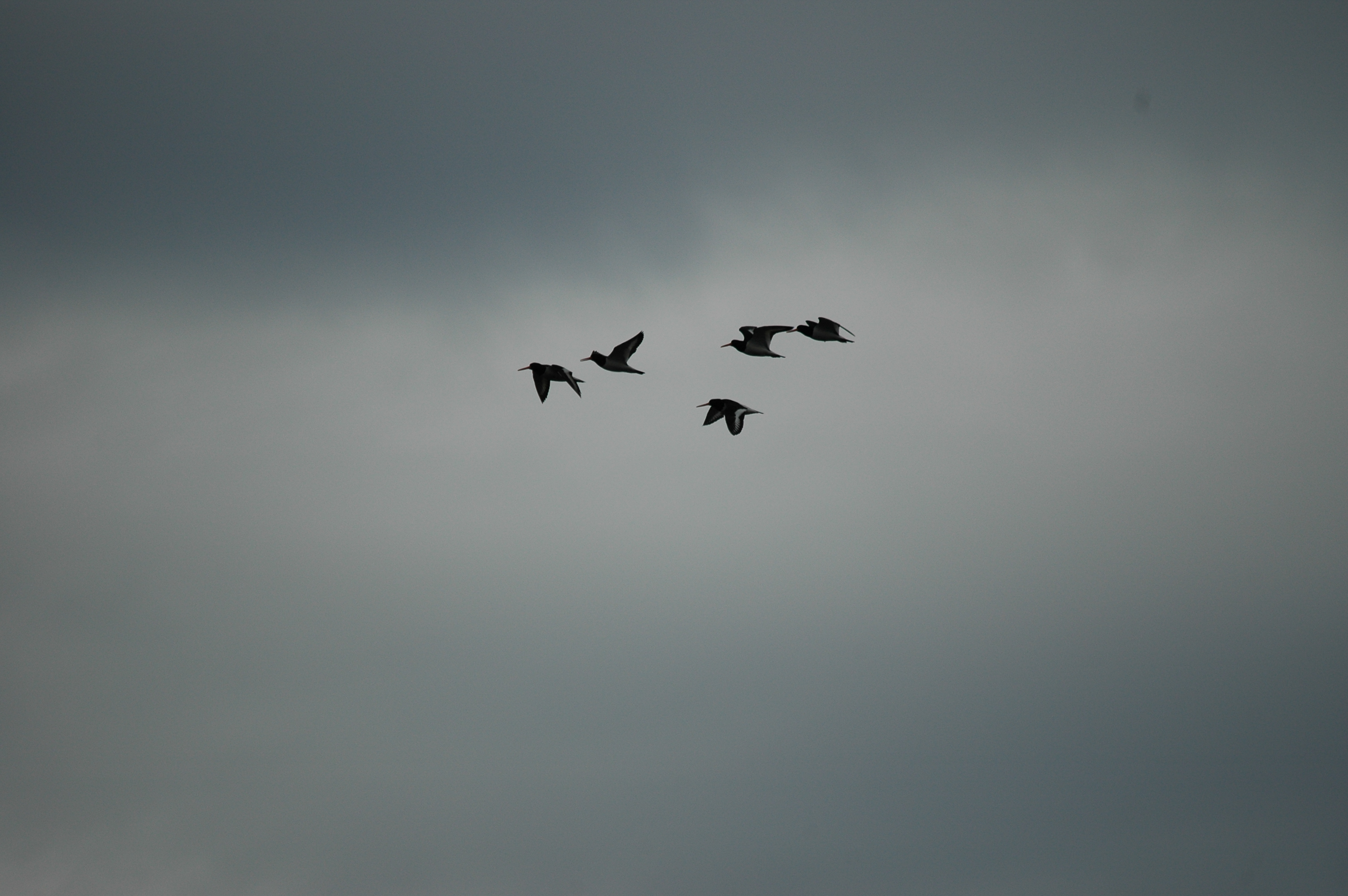 photos/wildlife/Bird_Species/057-Oystercatchers/1418-Eurasian_Oystercatcher/DSC_6226.JPG
