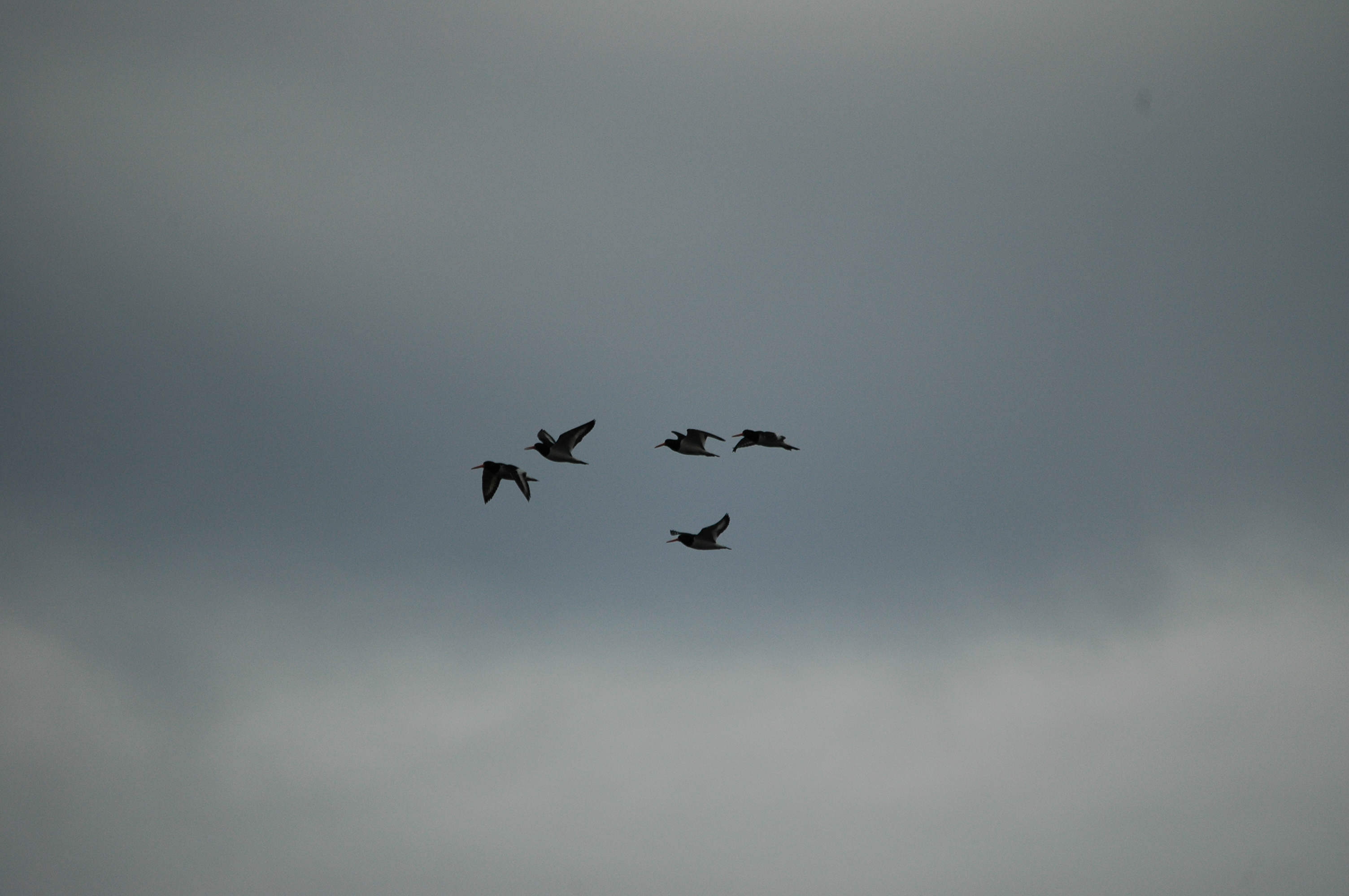 photos/wildlife/Bird_Species/057-Oystercatchers/1418-Eurasian_Oystercatcher/DSC_6227.JPG