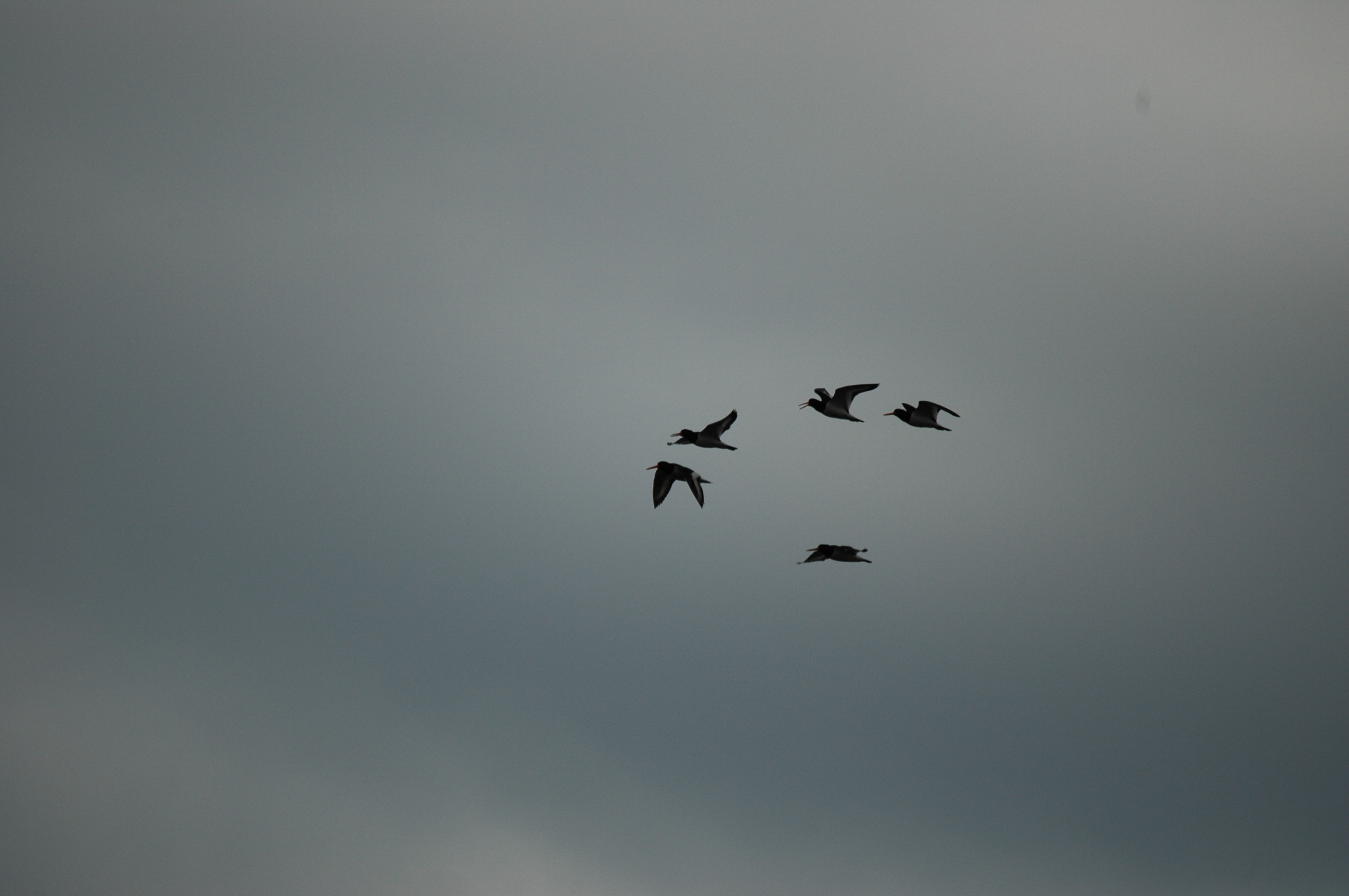 photos/wildlife/Bird_Species/057-Oystercatchers/1418-Eurasian_Oystercatcher/DSC_6228.JPG