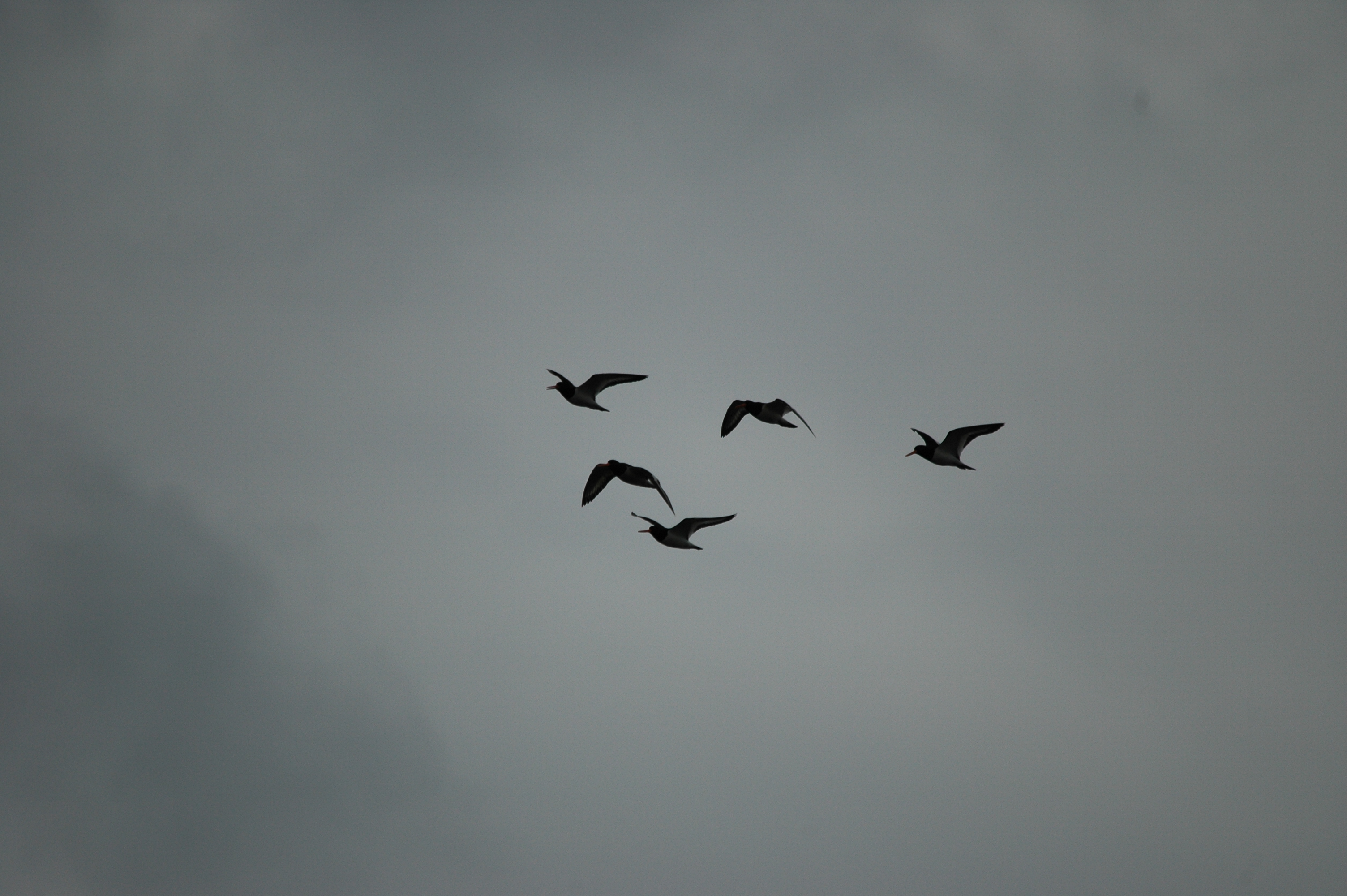 photos/wildlife/Bird_Species/057-Oystercatchers/1418-Eurasian_Oystercatcher/DSC_6229.JPG