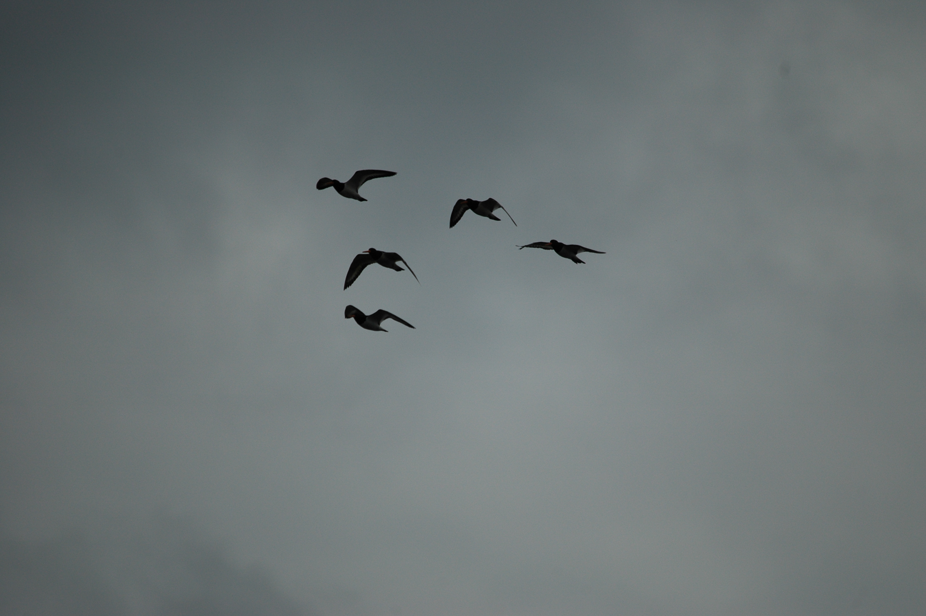 photos/wildlife/Bird_Species/057-Oystercatchers/1418-Eurasian_Oystercatcher/DSC_6230.JPG