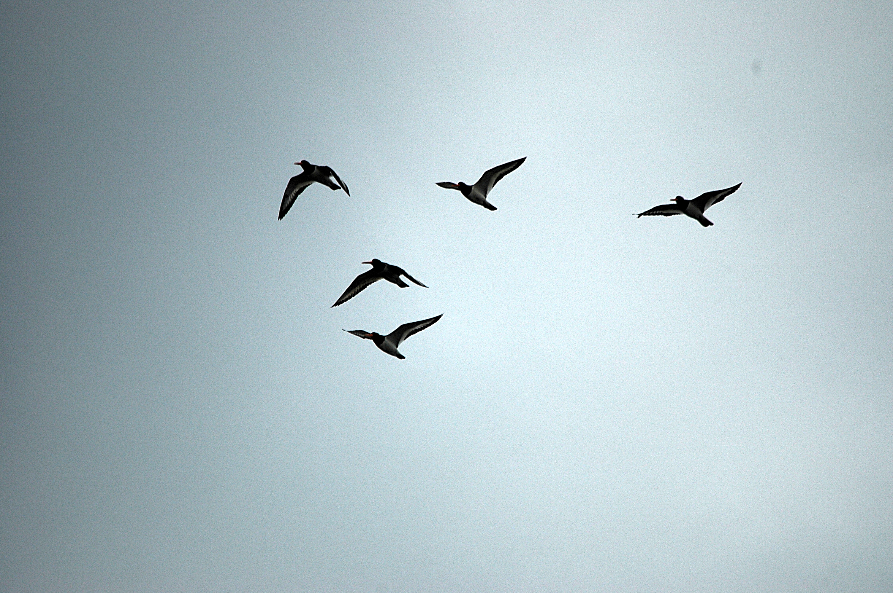 photos/wildlife/Bird_Species/057-Oystercatchers/1418-Eurasian_Oystercatcher/DSC_6231.JPG