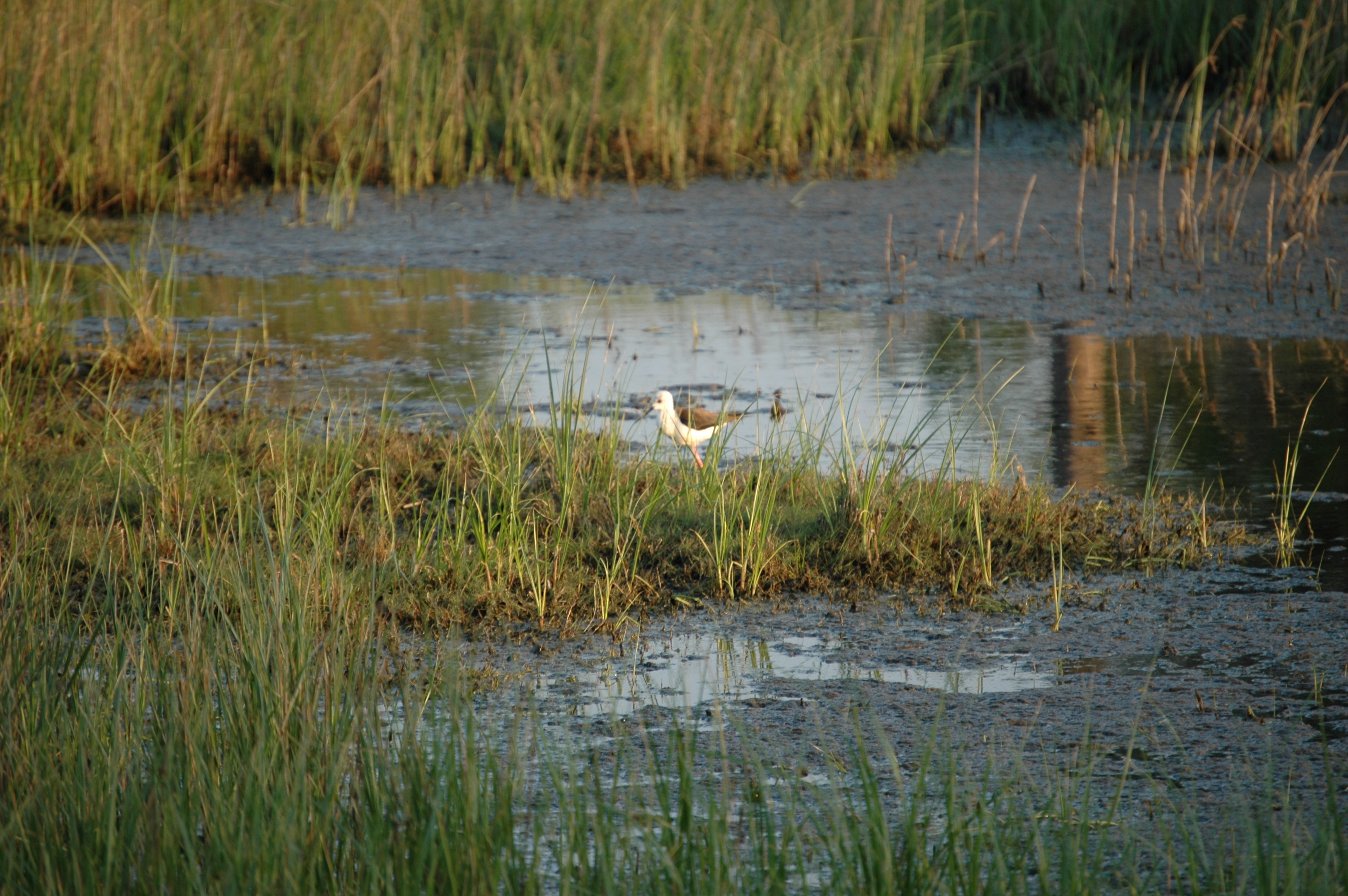 photos/wildlife/Bird_Species/059-Avocets-Stilts/1431-Black-winged_Stilt/20060424-Lesvos-01.jpg
