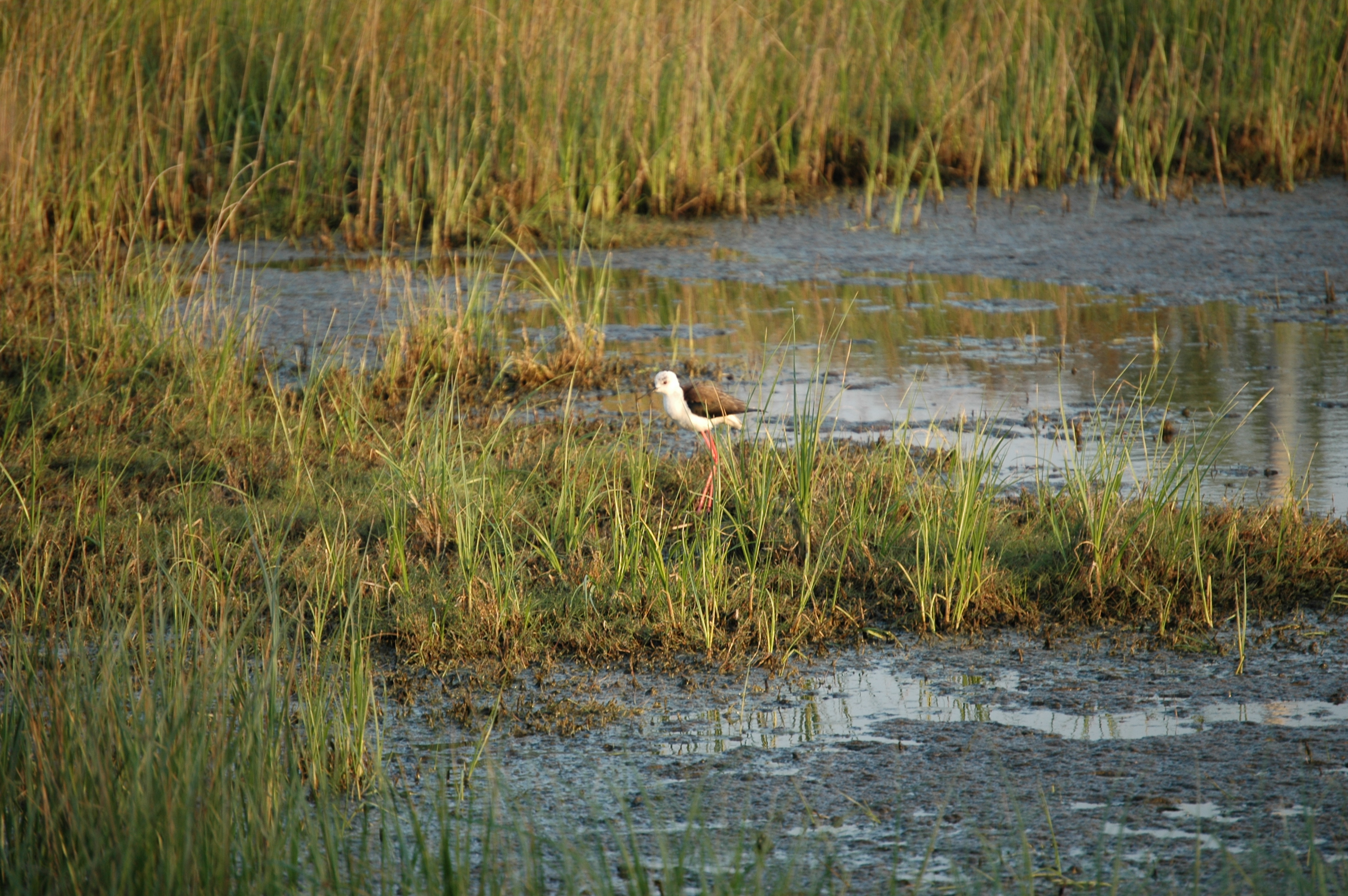 photos/wildlife/Bird_Species/059-Avocets-Stilts/1431-Black-winged_Stilt/20060424-Lesvos-02.jpg
