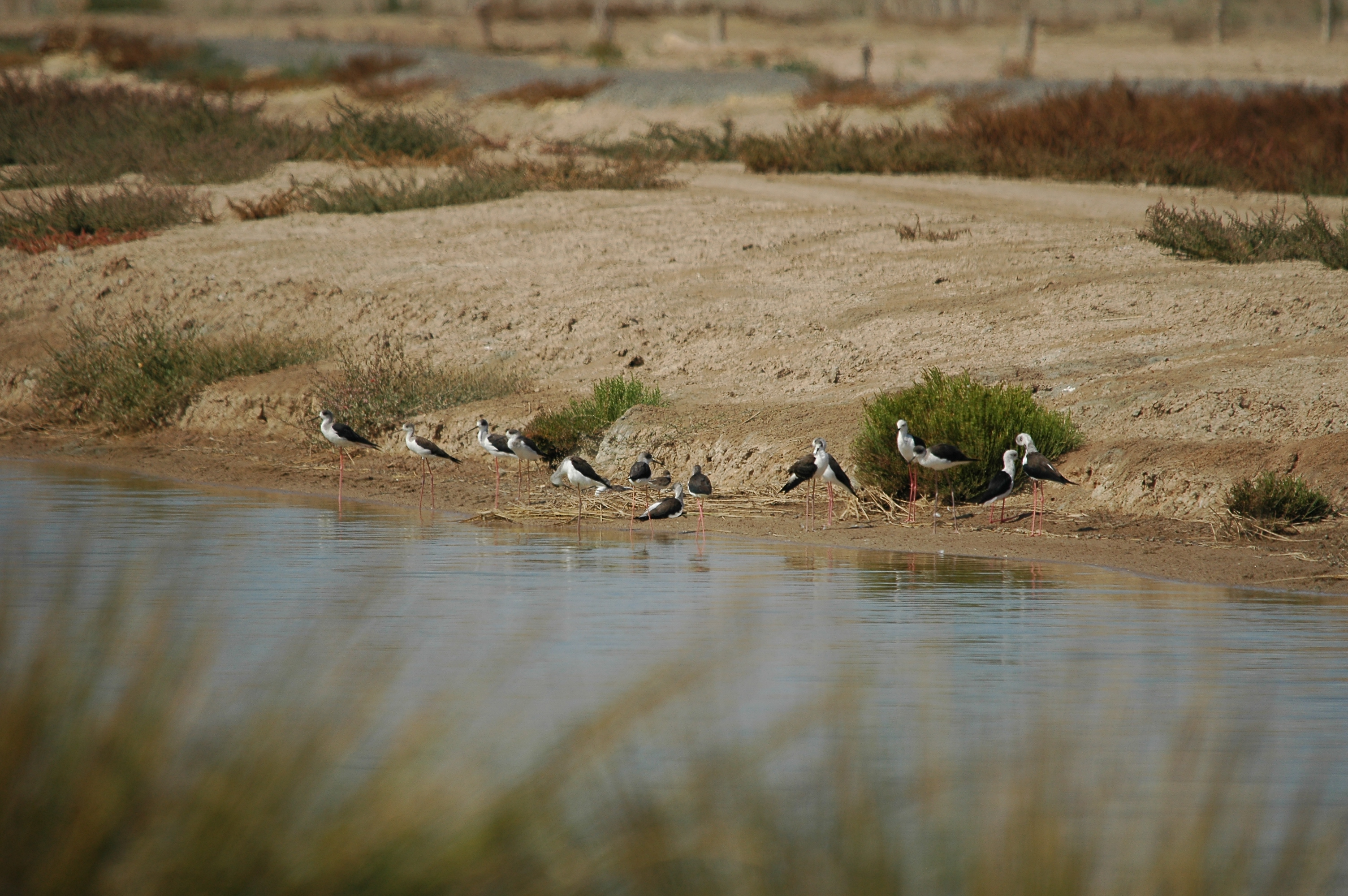 photos/wildlife/Bird_Species/059-Avocets-Stilts/1431-Black-winged_Stilt/20090924-Spain-01.jpg