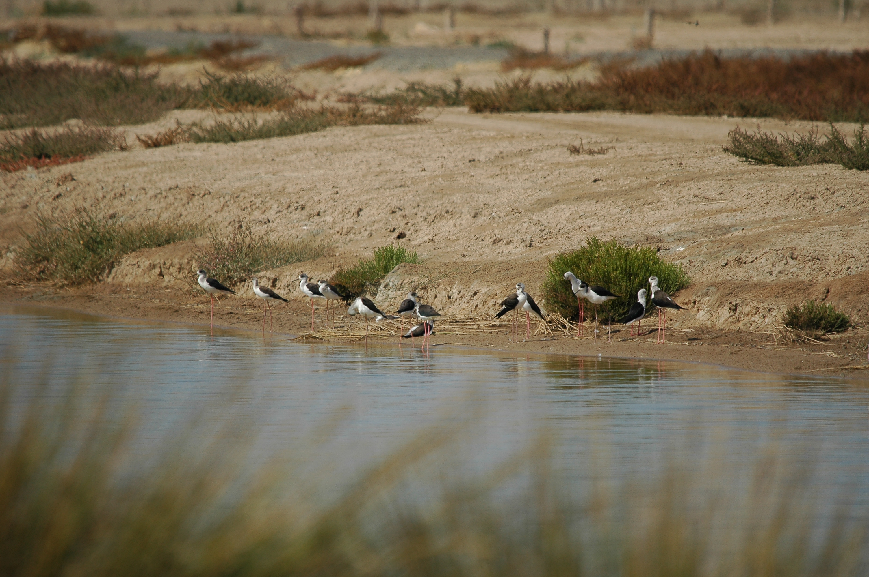photos/wildlife/Bird_Species/059-Avocets-Stilts/1431-Black-winged_Stilt/20090924-Spain-02.jpg