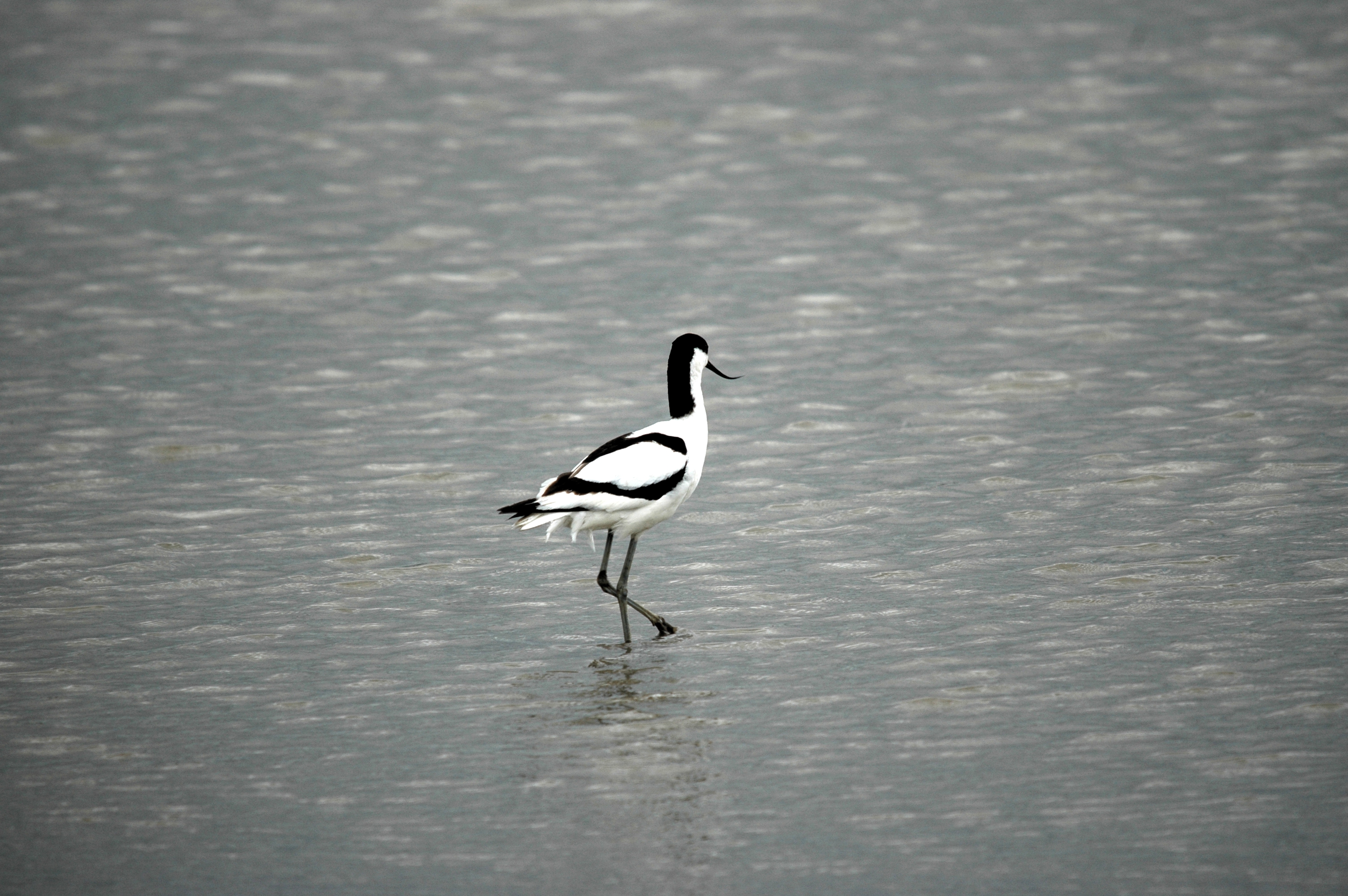 photos/wildlife/Bird_Species/059-Avocets-Stilts/1440-Pied_Avocet/20090618-Blacktoft-01.jpg