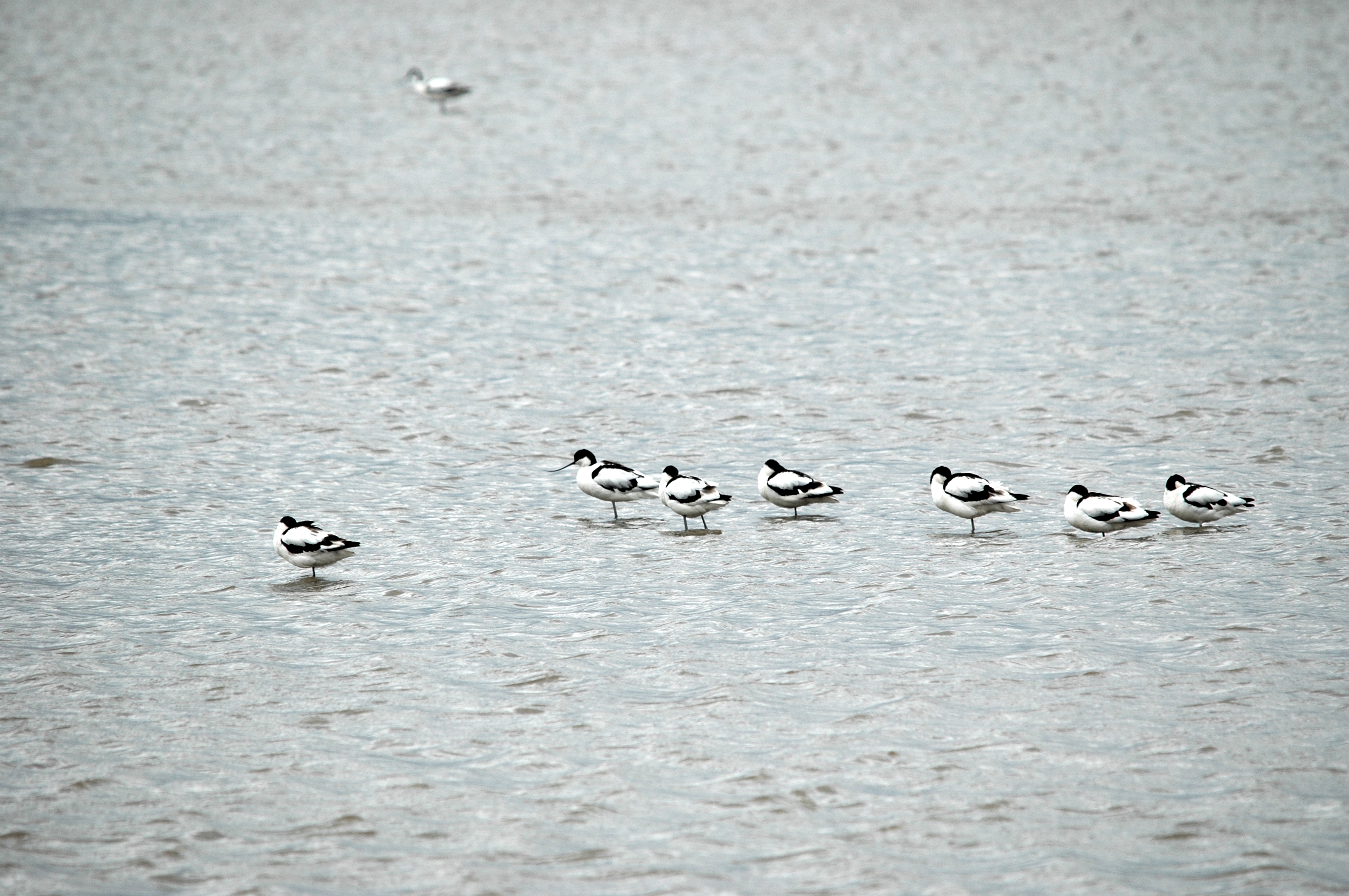 photos/wildlife/Bird_Species/059-Avocets-Stilts/1440-Pied_Avocet/20090618-Blacktoft-02.jpg