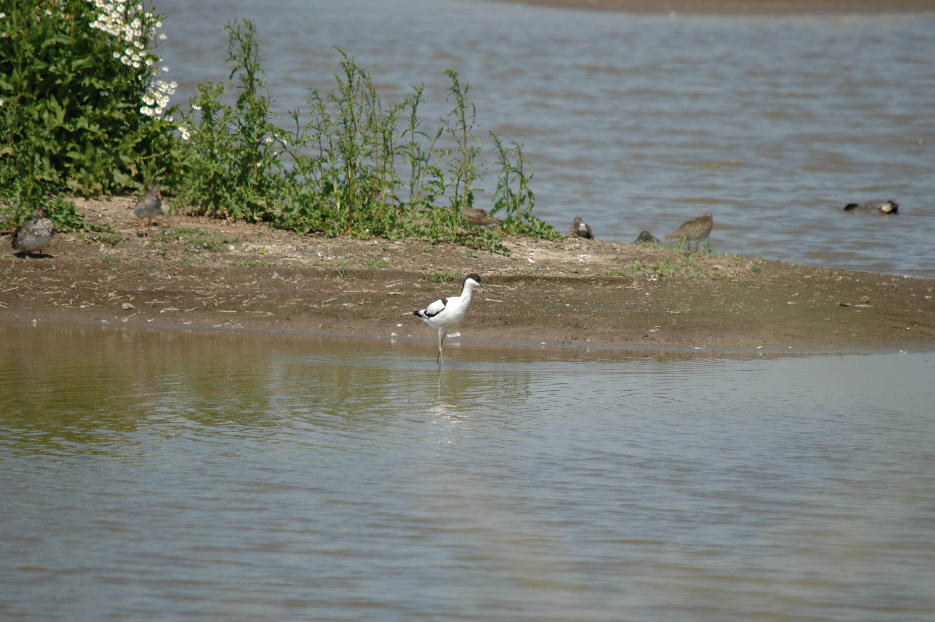 photos/wildlife/Bird_Species/059-Avocets-Stilts/1440-Pied_Avocet/20090623-Blacktoft-01.jpg