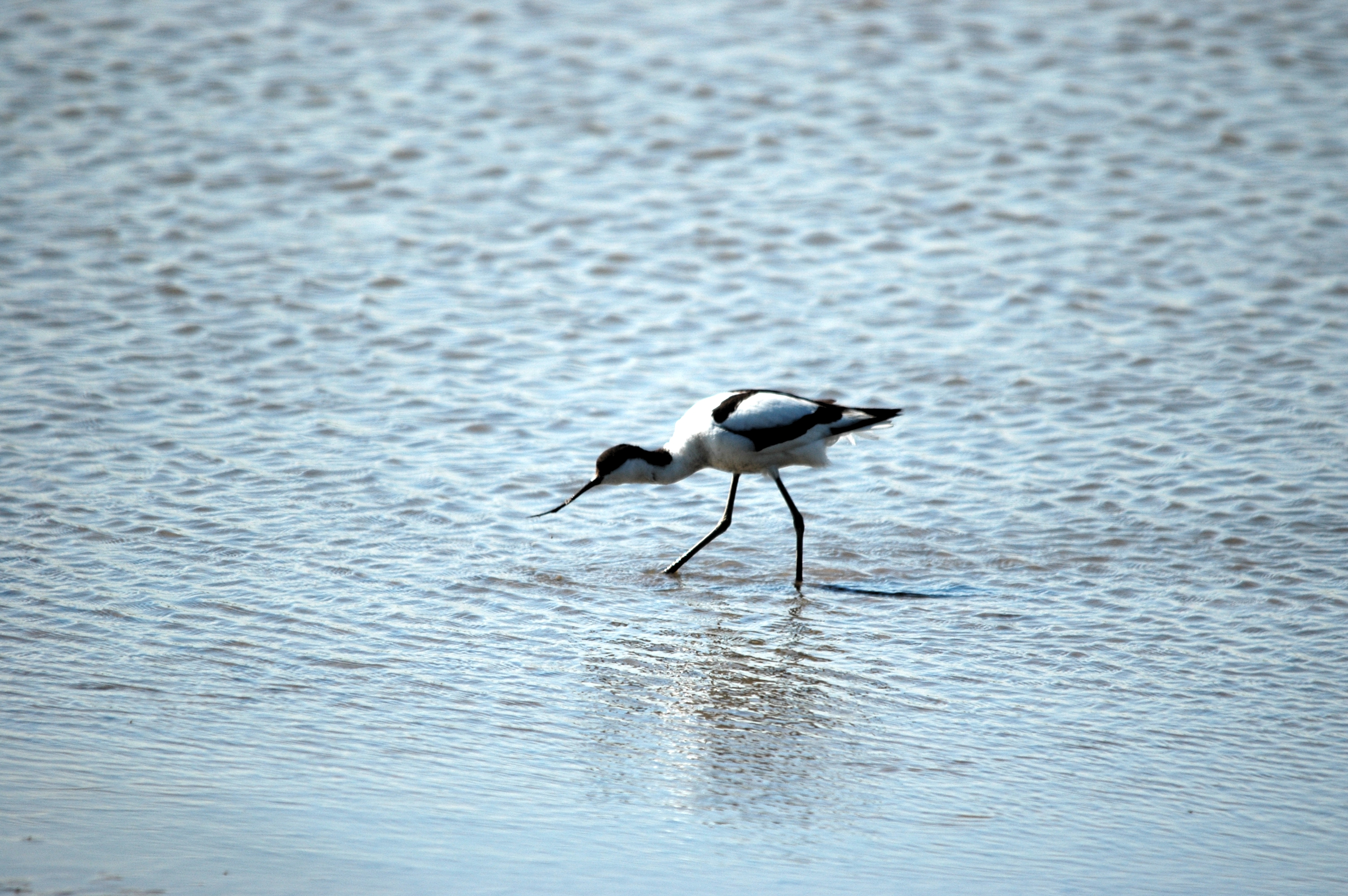 photos/wildlife/Bird_Species/059-Avocets-Stilts/1440-Pied_Avocet/20090623-Blacktoft-02.jpg