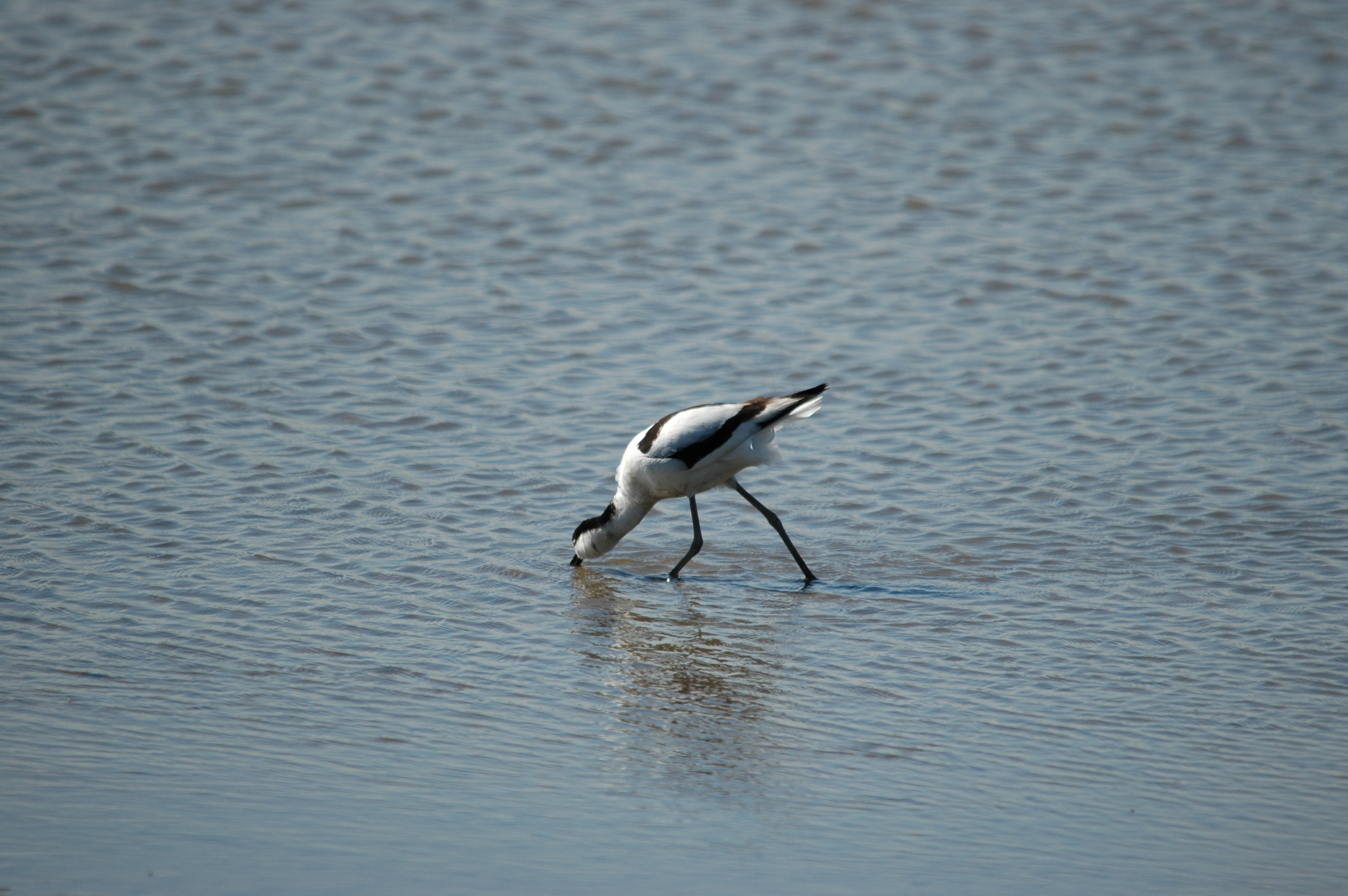 photos/wildlife/Bird_Species/059-Avocets-Stilts/1440-Pied_Avocet/20090623-Blacktoft-03.jpg