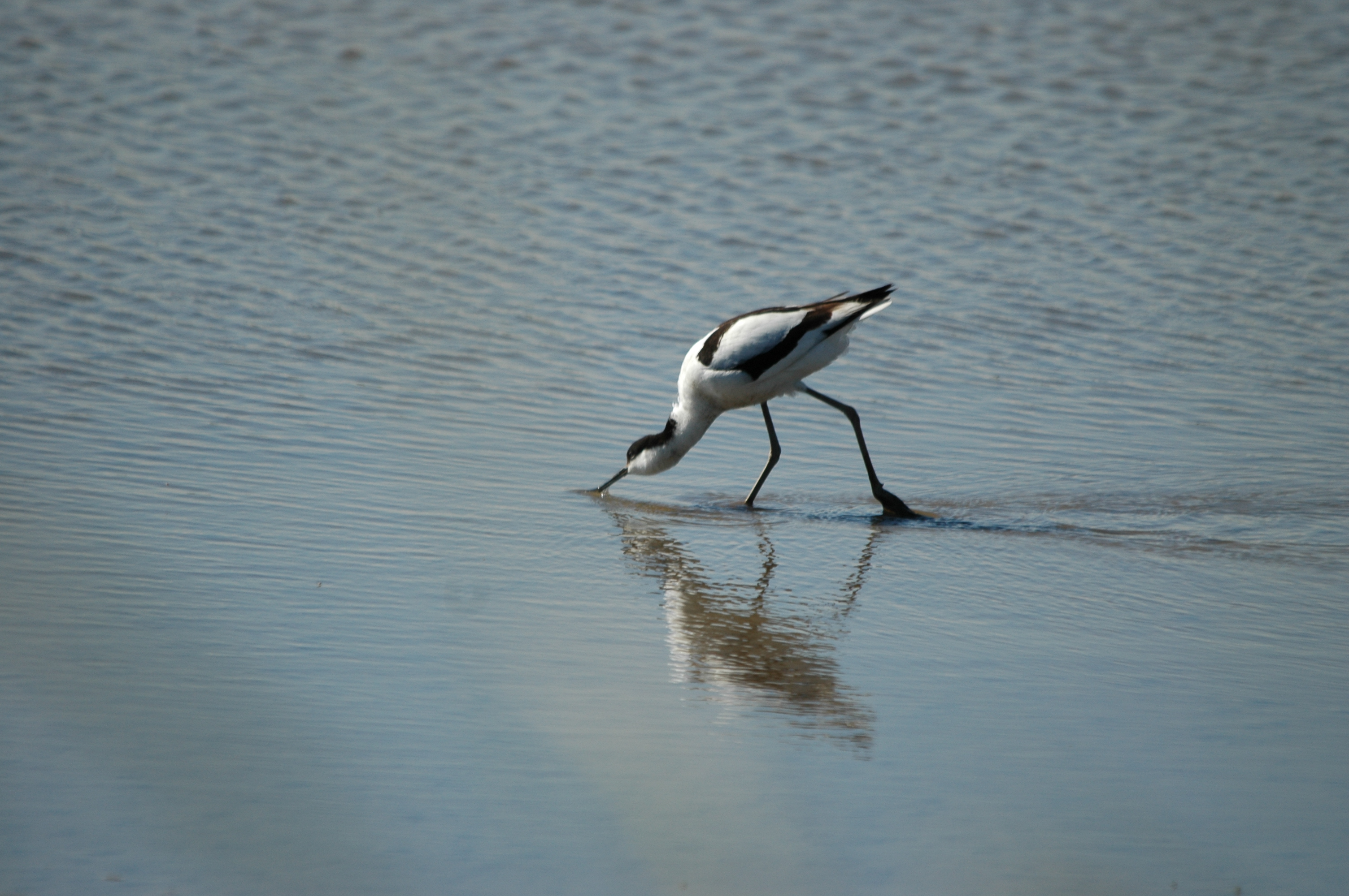 photos/wildlife/Bird_Species/059-Avocets-Stilts/1440-Pied_Avocet/20090623-Blacktoft-04.JPG