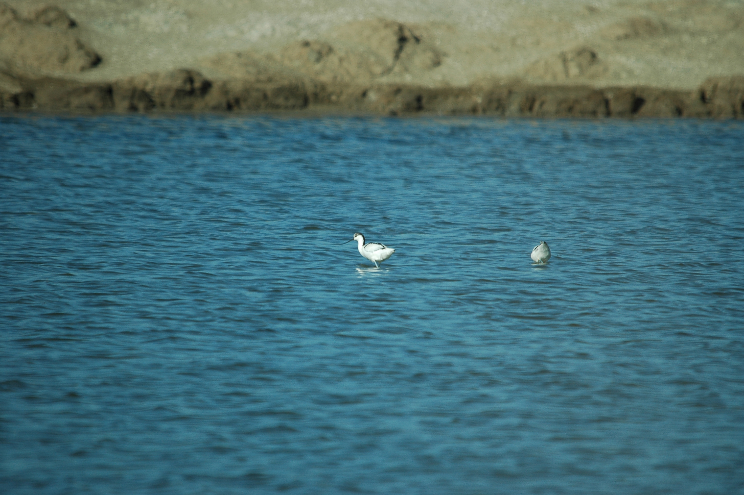 photos/wildlife/Bird_Species/059-Avocets-Stilts/1440-Pied_Avocet/20090924-Spain-01.jpg