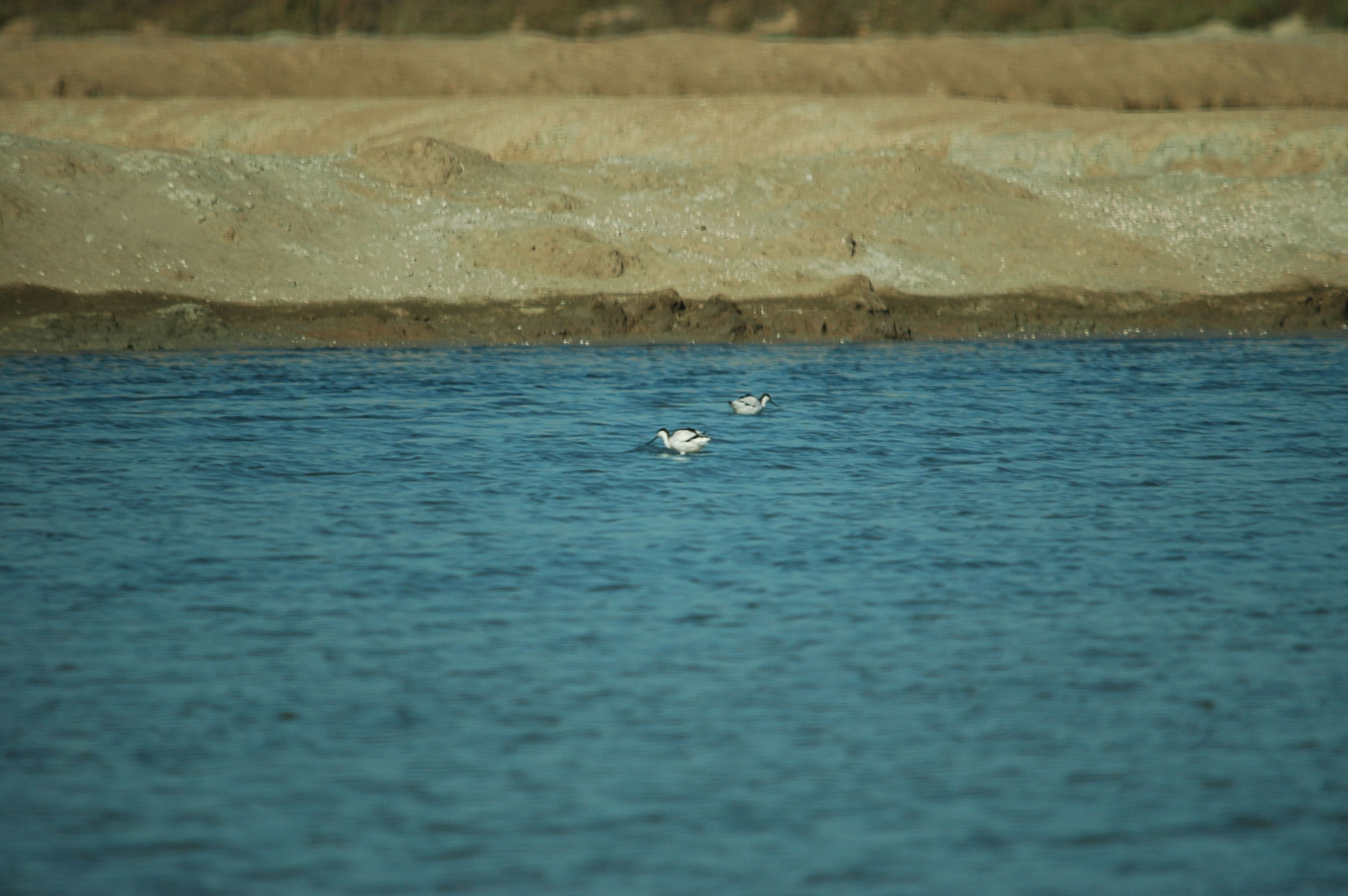 photos/wildlife/Bird_Species/059-Avocets-Stilts/1440-Pied_Avocet/20090924-Spain-03.jpg