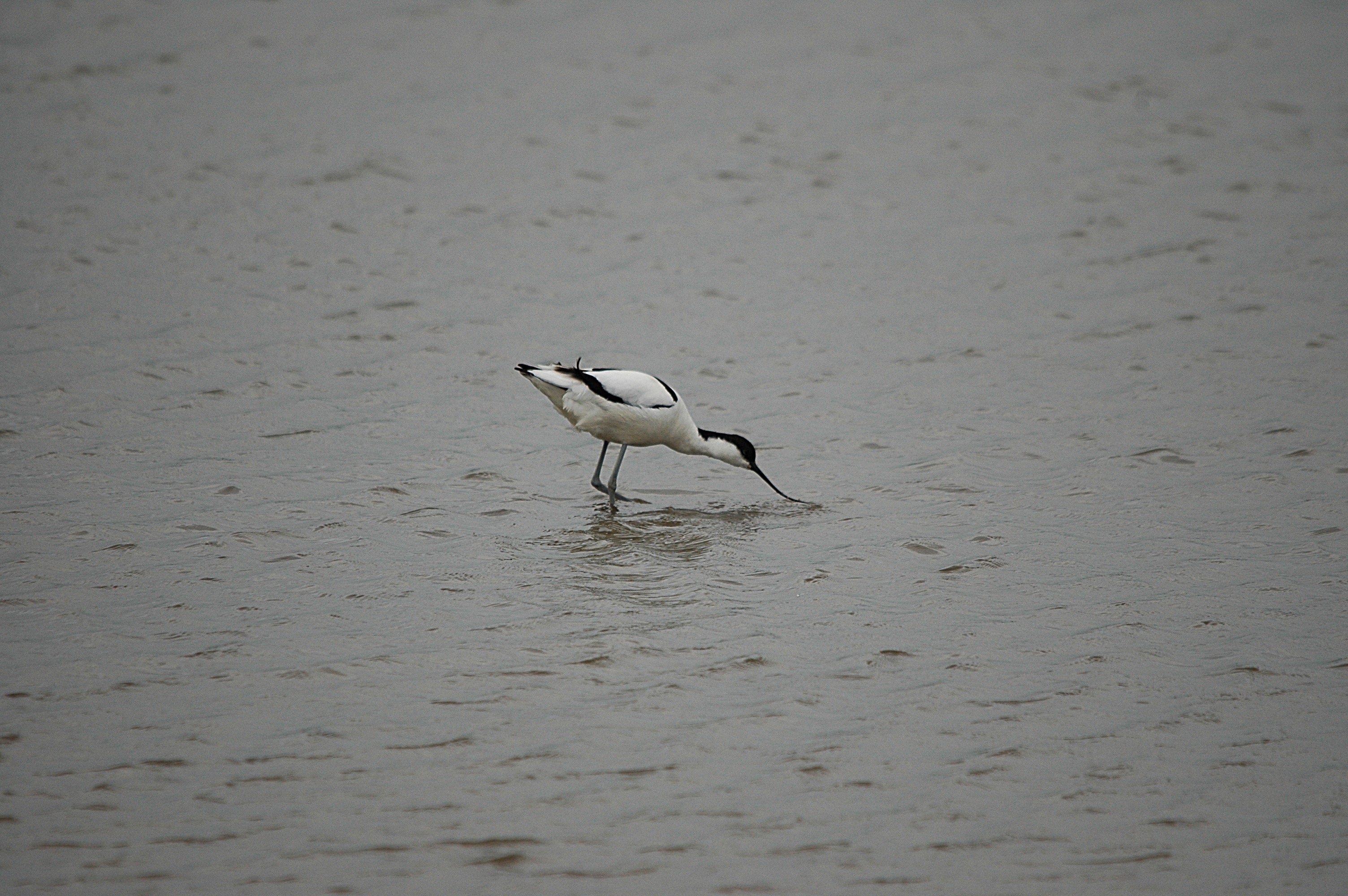 photos/wildlife/Bird_Species/059-Avocets-Stilts/1440-Pied_Avocet/DSC_5927.JPG
