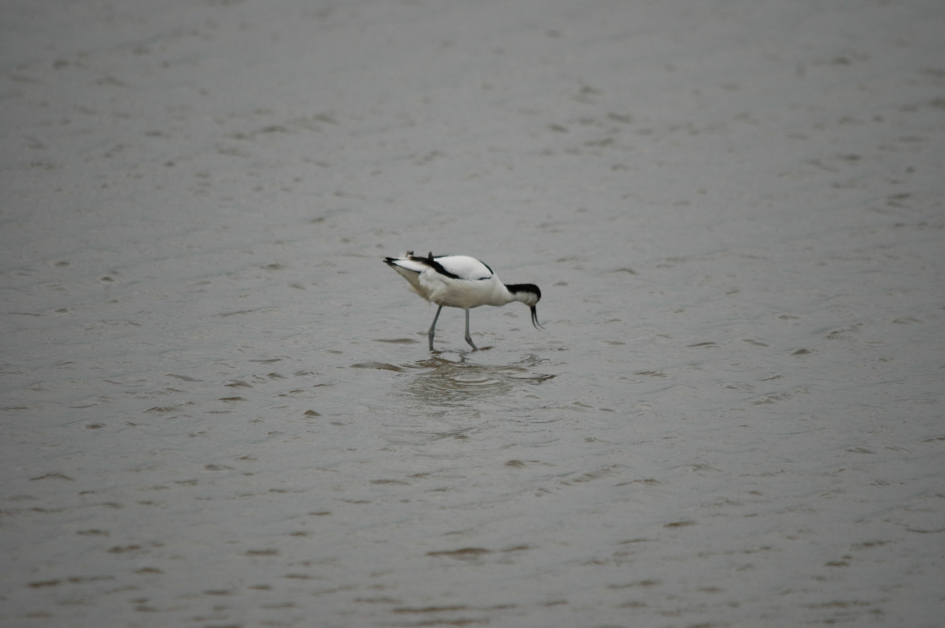 photos/wildlife/Bird_Species/059-Avocets-Stilts/1440-Pied_Avocet/DSC_5928.JPG