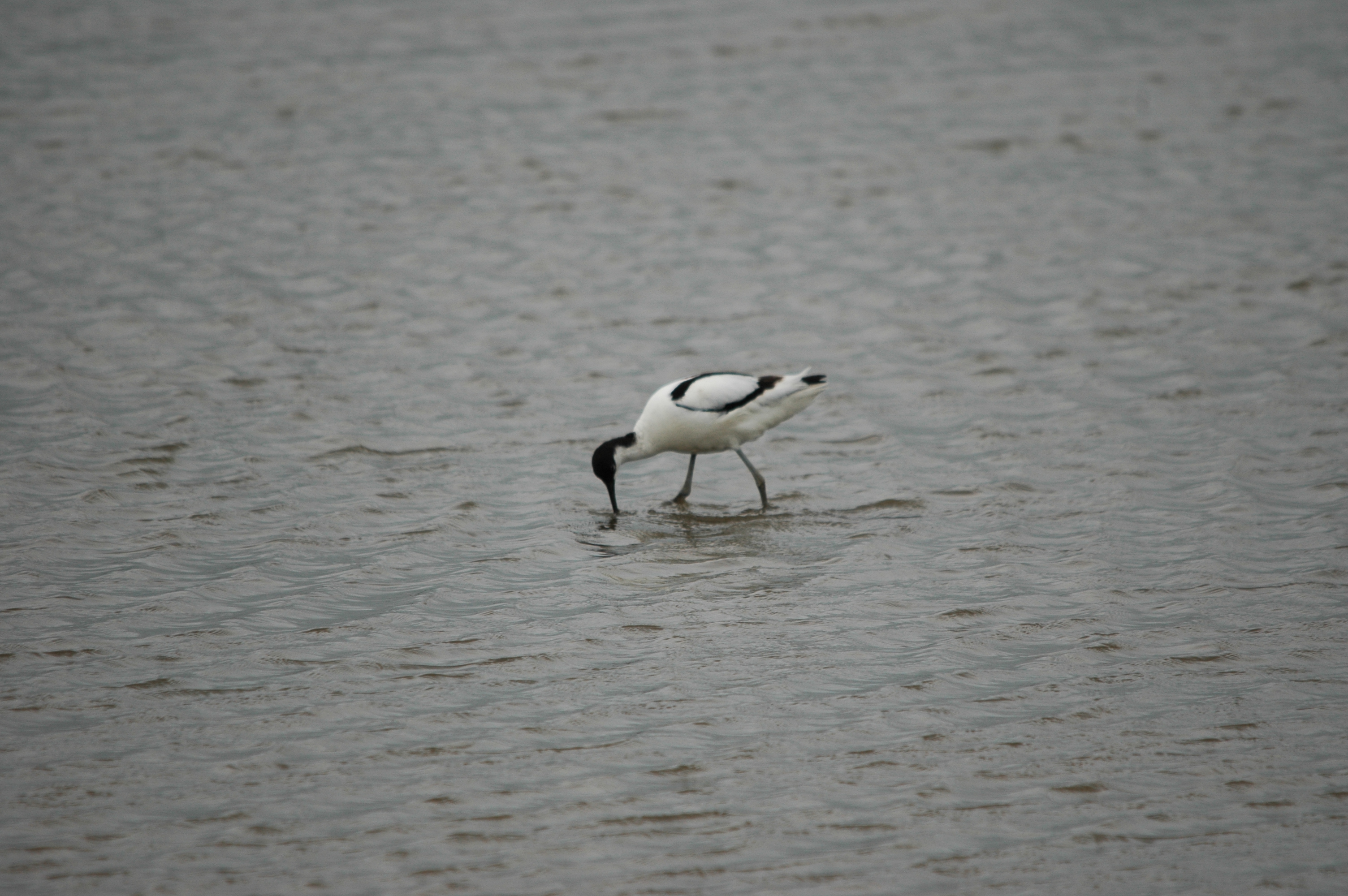 photos/wildlife/Bird_Species/059-Avocets-Stilts/1440-Pied_Avocet/DSC_5929.JPG