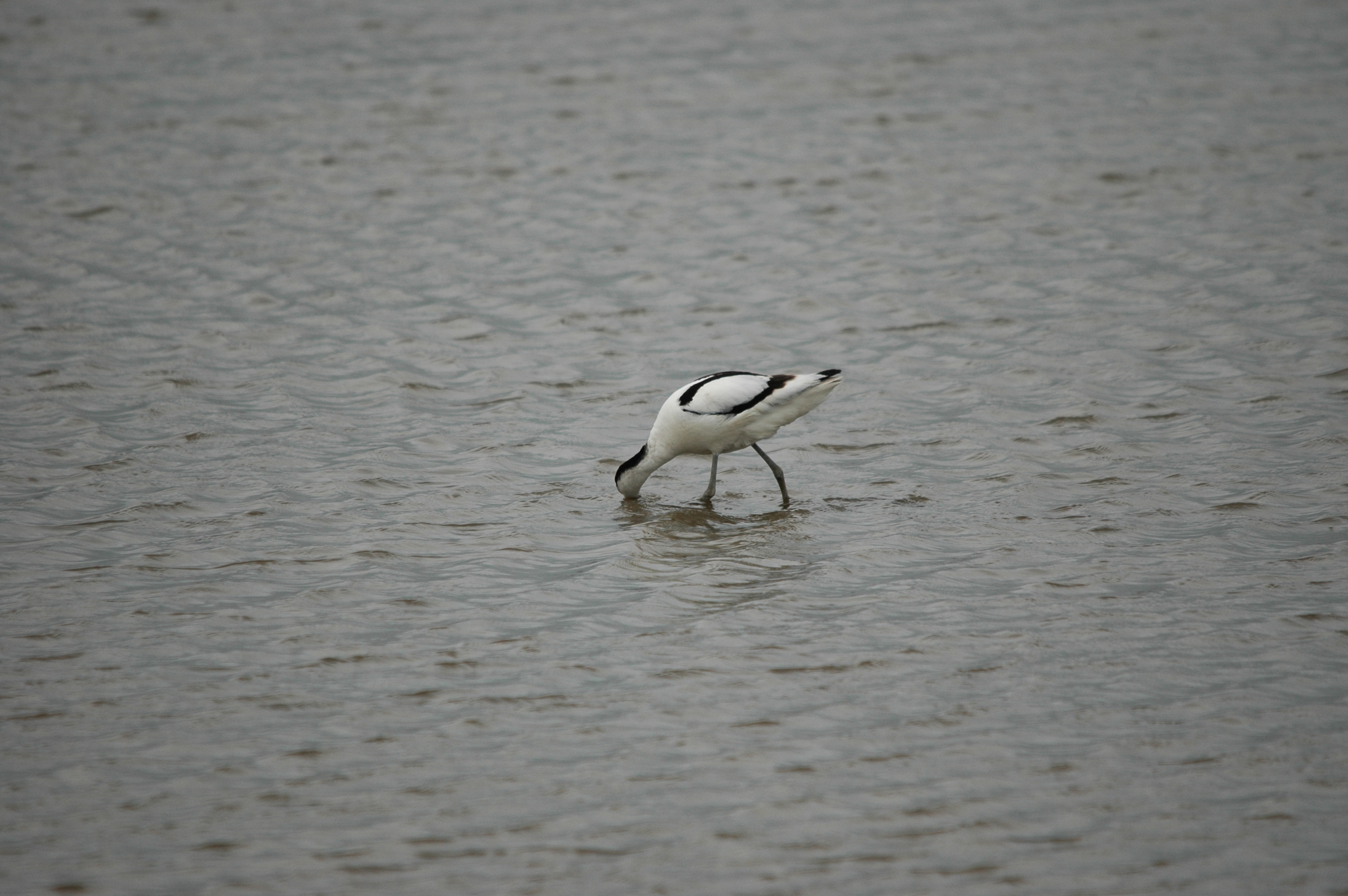 photos/wildlife/Bird_Species/059-Avocets-Stilts/1440-Pied_Avocet/DSC_5930.JPG