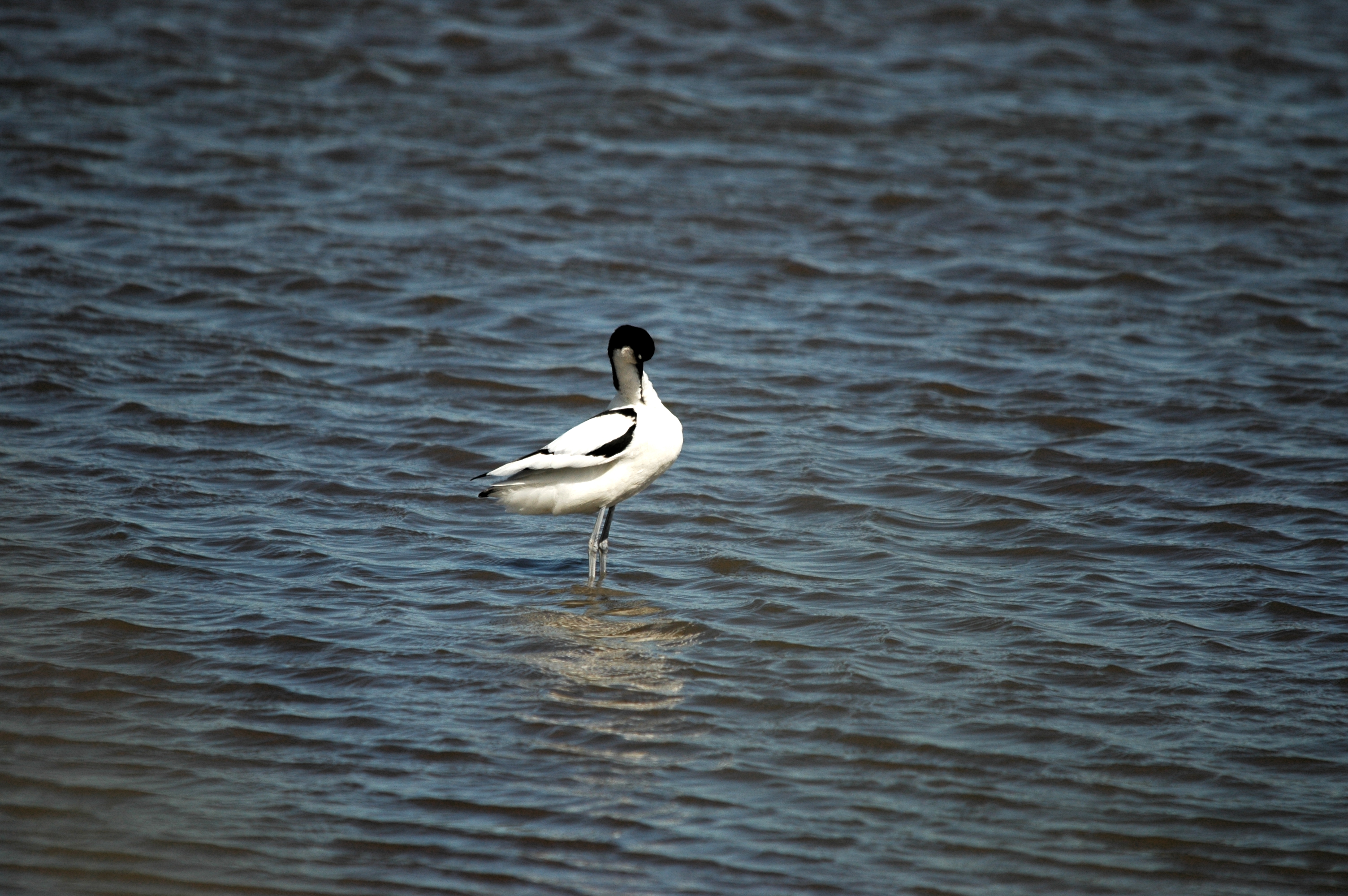 photos/wildlife/Bird_Species/059-Avocets-Stilts/1440-Pied_Avocet/DSC_6091.JPG