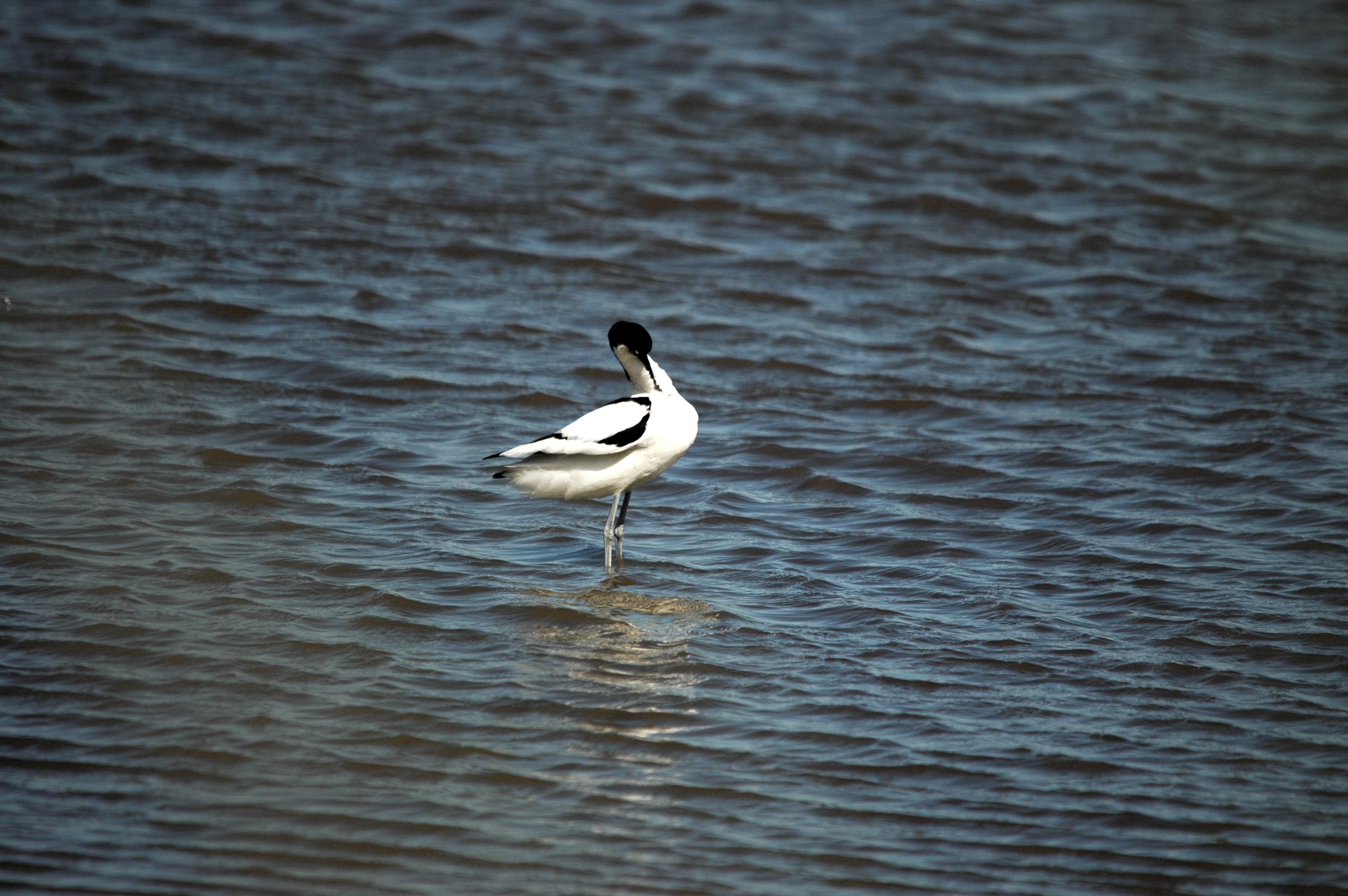 photos/wildlife/Bird_Species/059-Avocets-Stilts/1440-Pied_Avocet/DSC_6092.JPG
