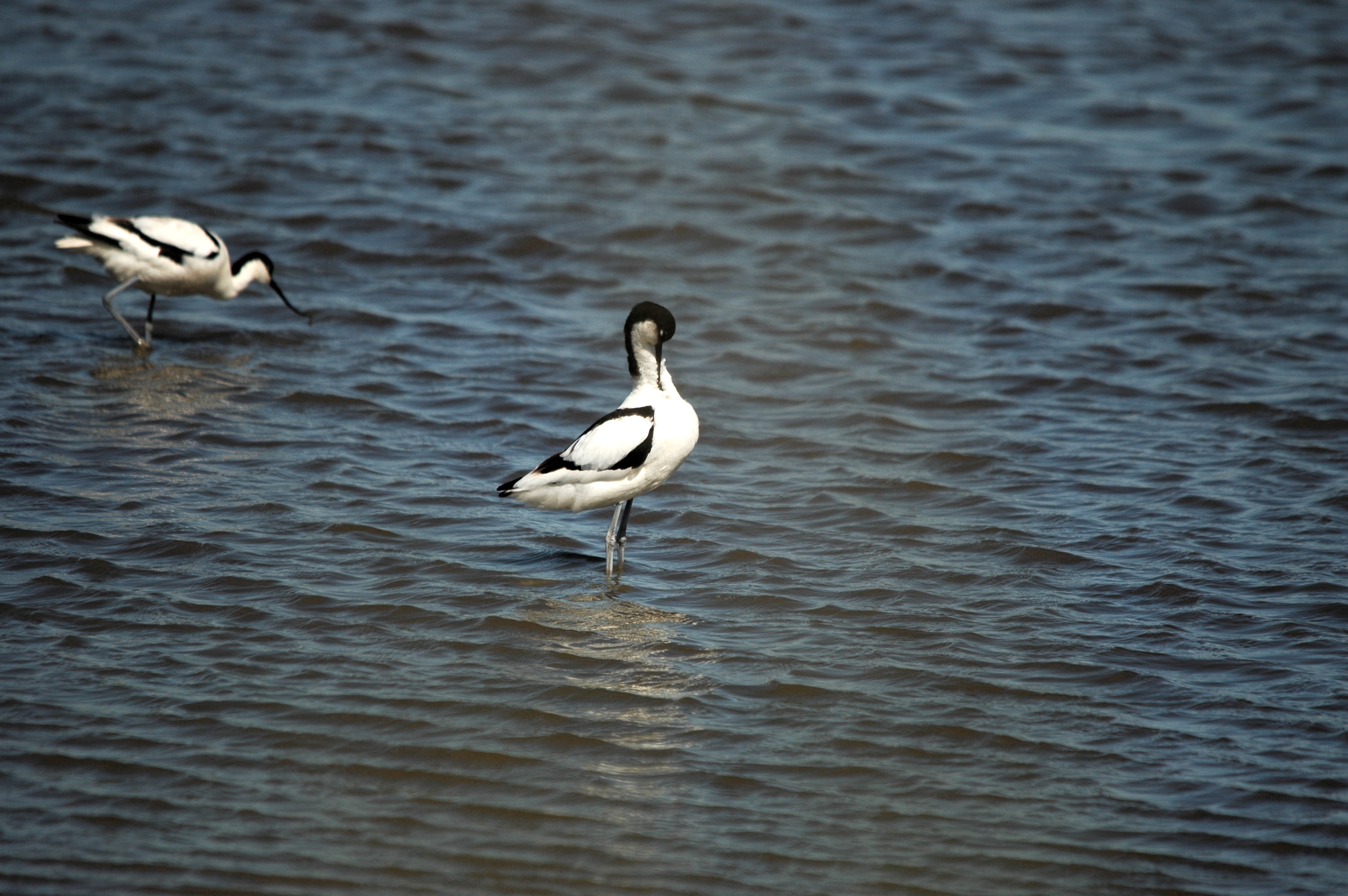 photos/wildlife/Bird_Species/059-Avocets-Stilts/1440-Pied_Avocet/DSC_6094.JPG