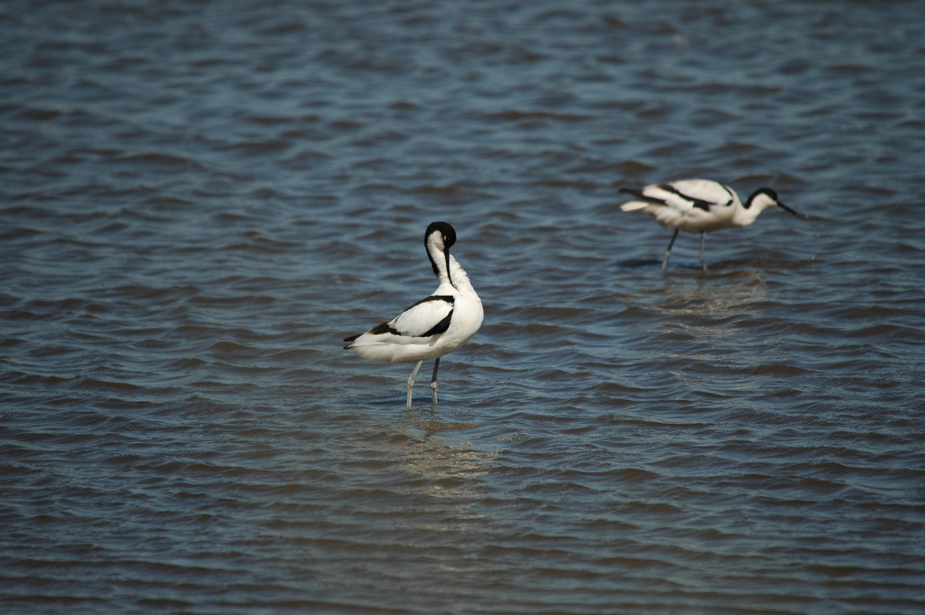 photos/wildlife/Bird_Species/059-Avocets-Stilts/1440-Pied_Avocet/DSC_6095.JPG