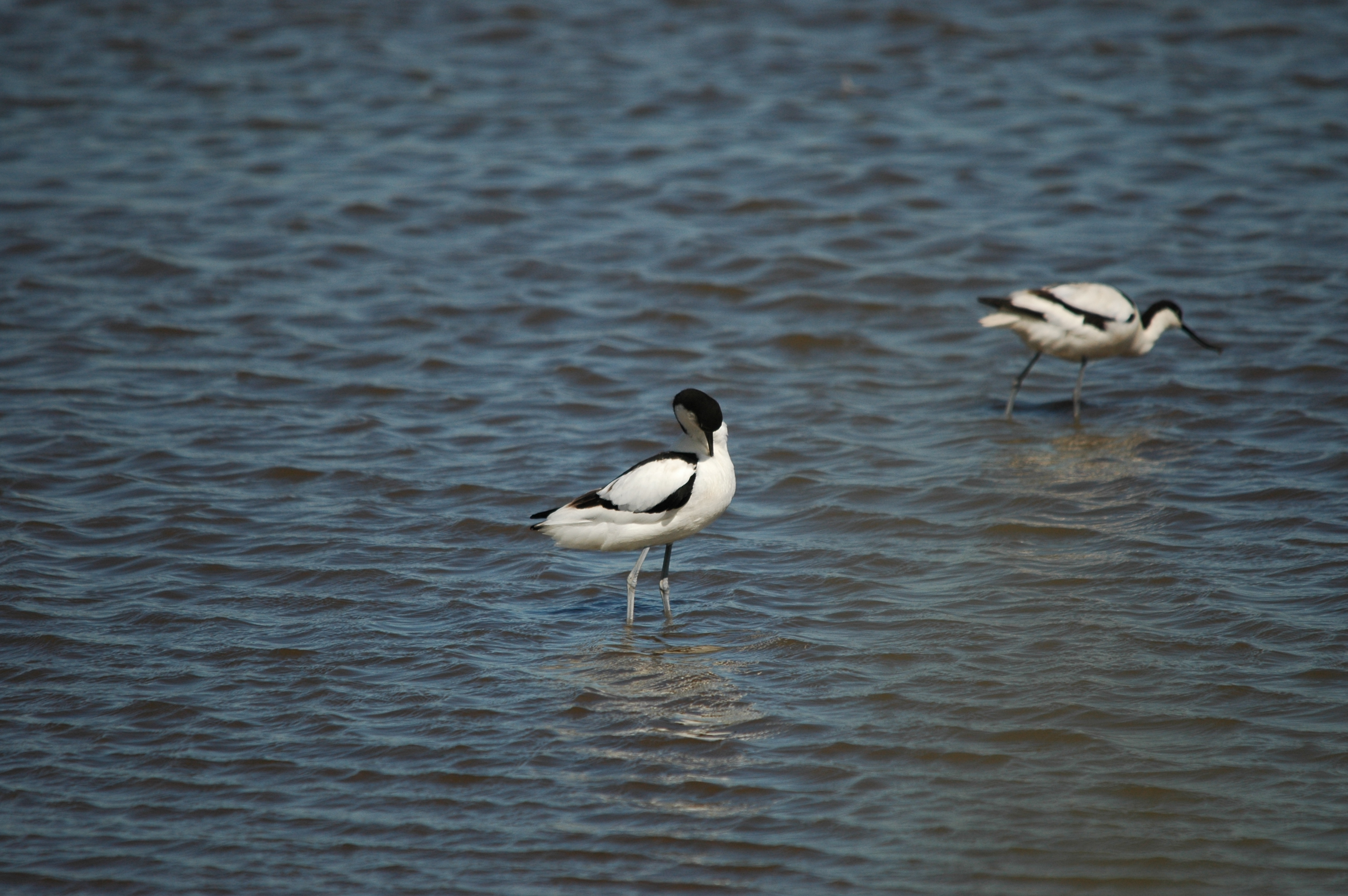 photos/wildlife/Bird_Species/059-Avocets-Stilts/1440-Pied_Avocet/DSC_6096.JPG