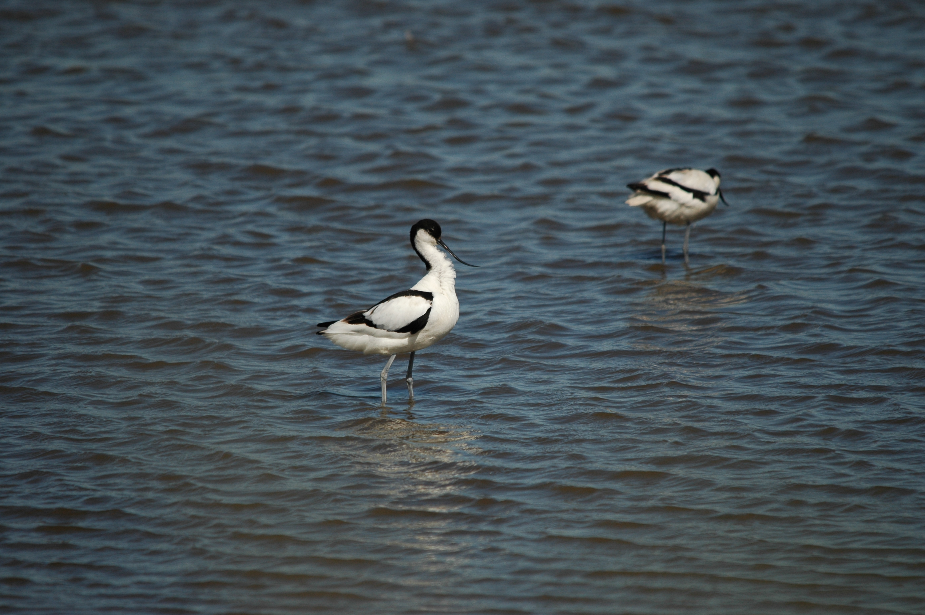 photos/wildlife/Bird_Species/059-Avocets-Stilts/1440-Pied_Avocet/DSC_6097.JPG