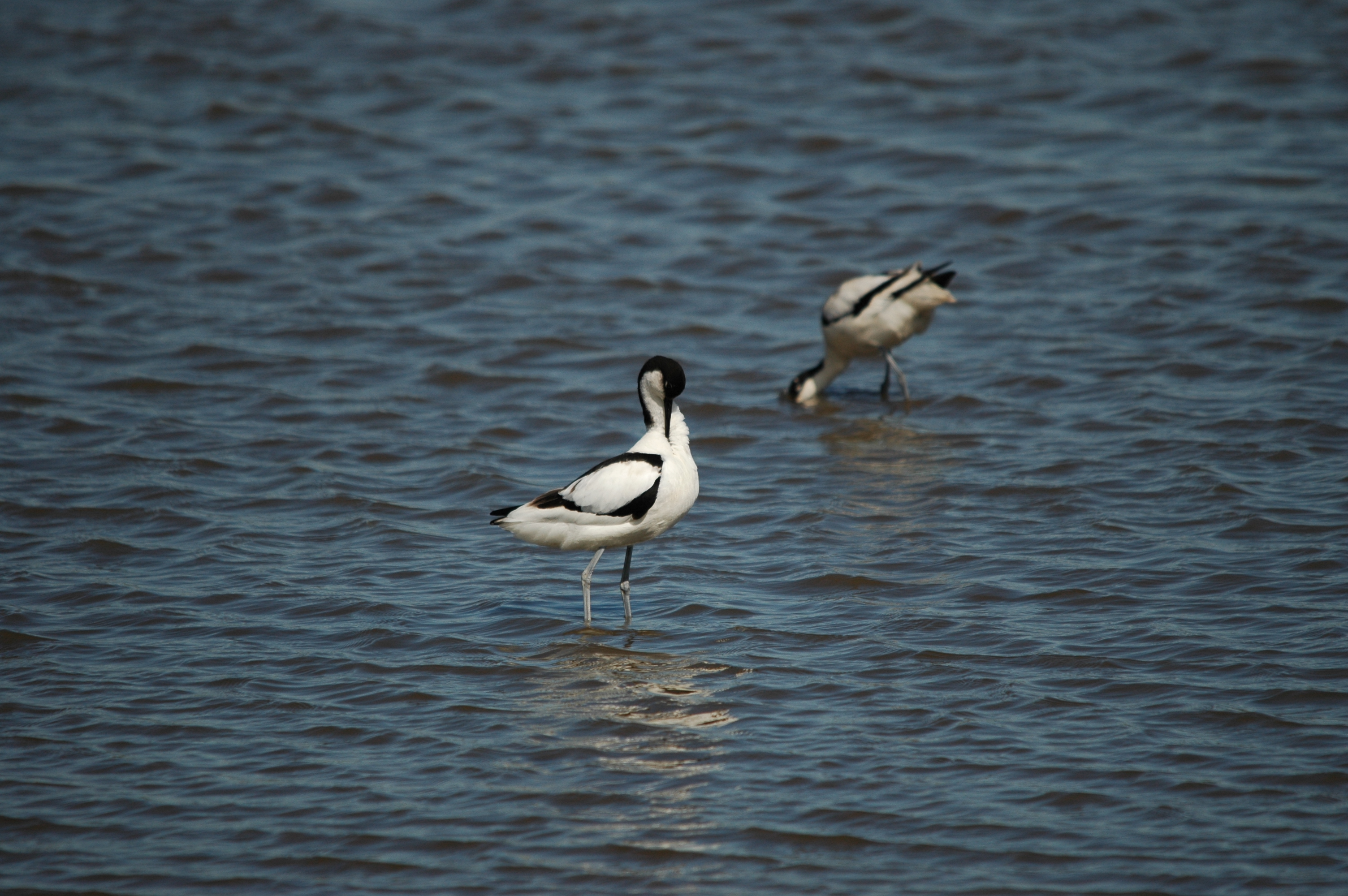 photos/wildlife/Bird_Species/059-Avocets-Stilts/1440-Pied_Avocet/DSC_6098.JPG