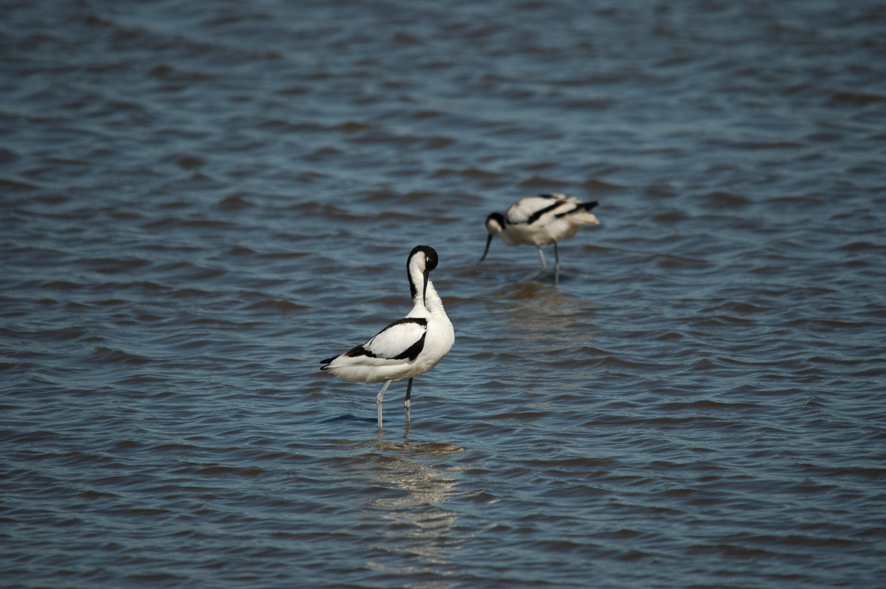 photos/wildlife/Bird_Species/059-Avocets-Stilts/1440-Pied_Avocet/DSC_6099.JPG