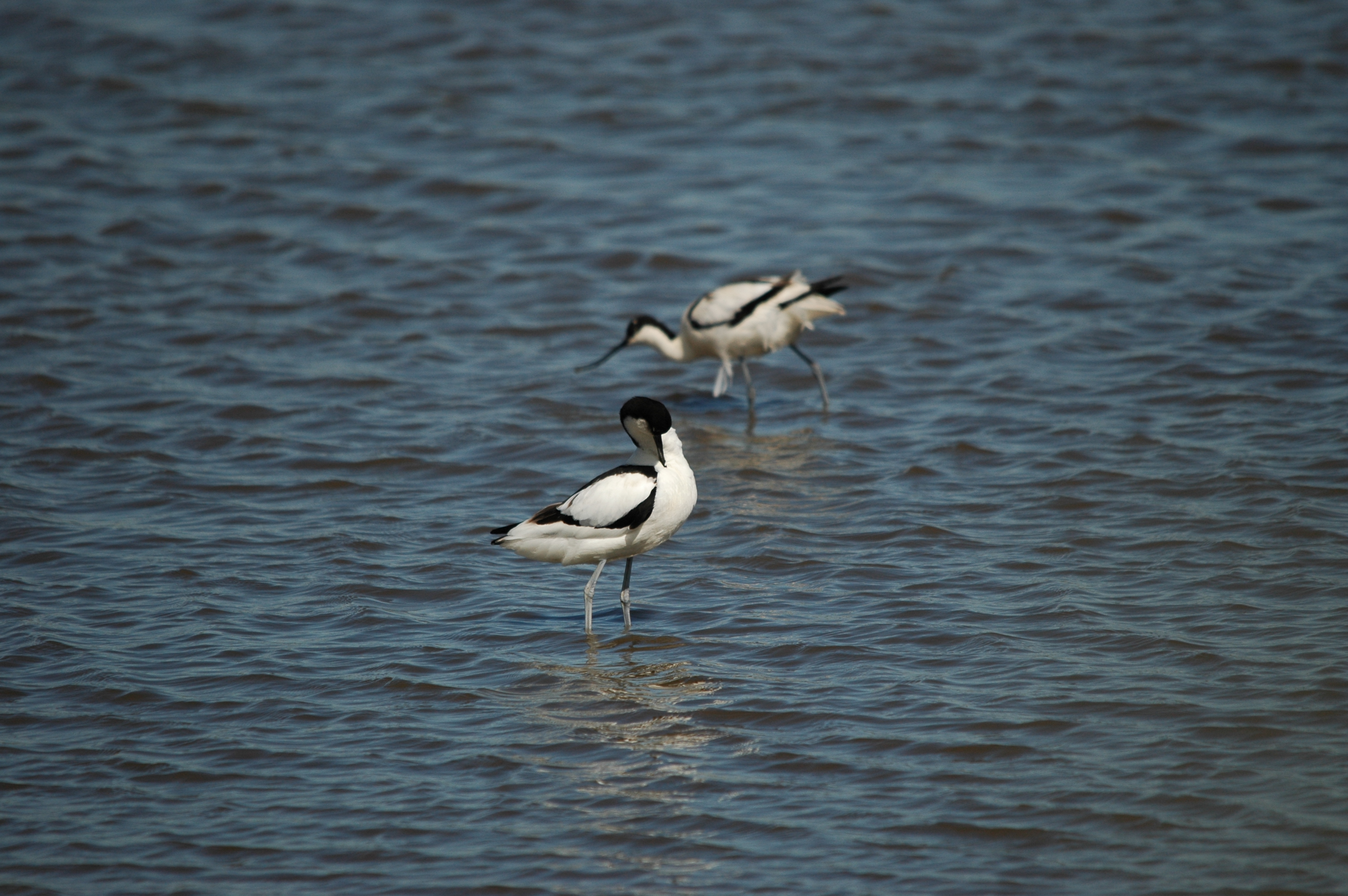 photos/wildlife/Bird_Species/059-Avocets-Stilts/1440-Pied_Avocet/DSC_6100.JPG