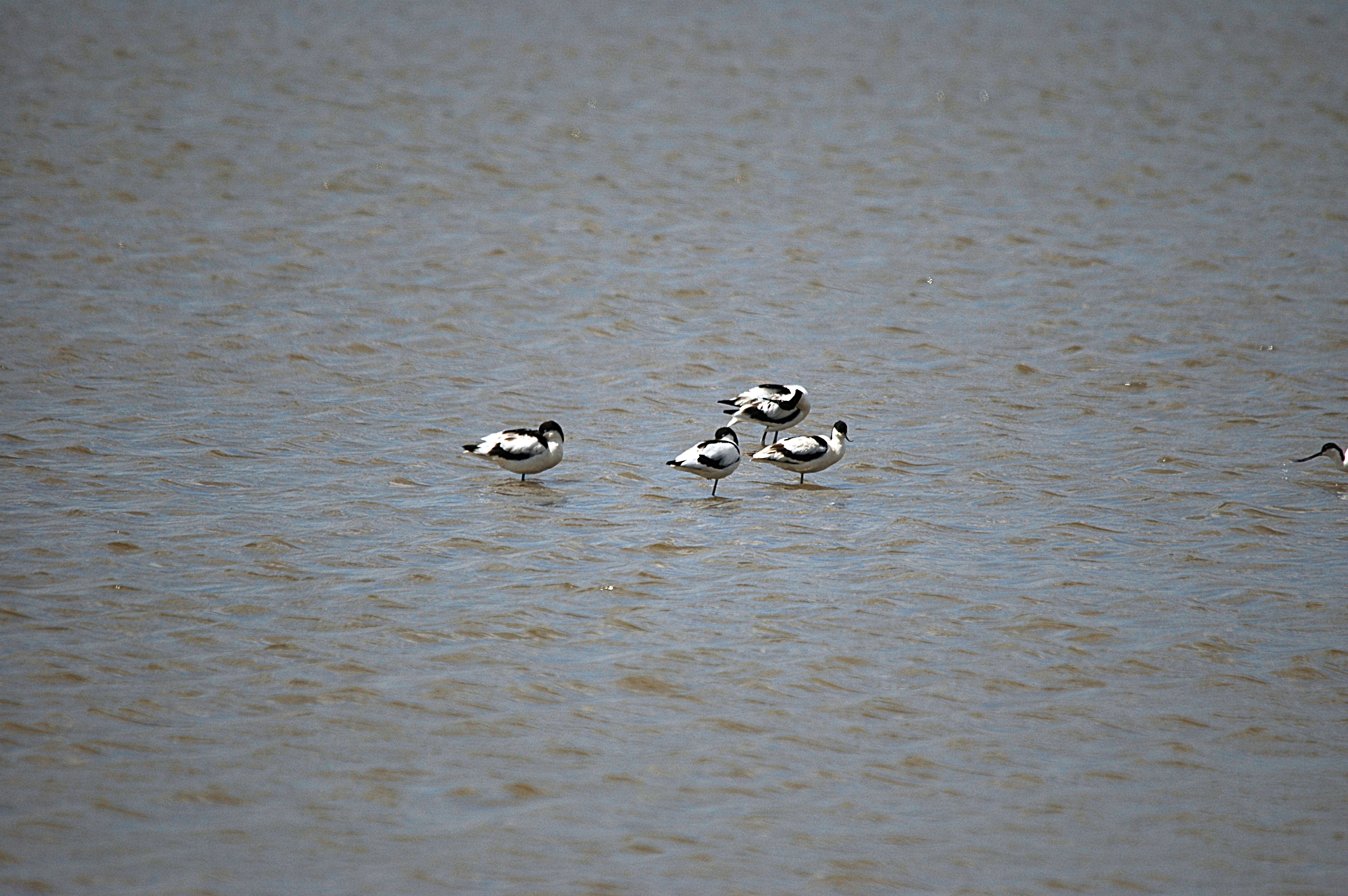 photos/wildlife/Bird_Species/059-Avocets-Stilts/1440-Pied_Avocet/DSC_6157.JPG