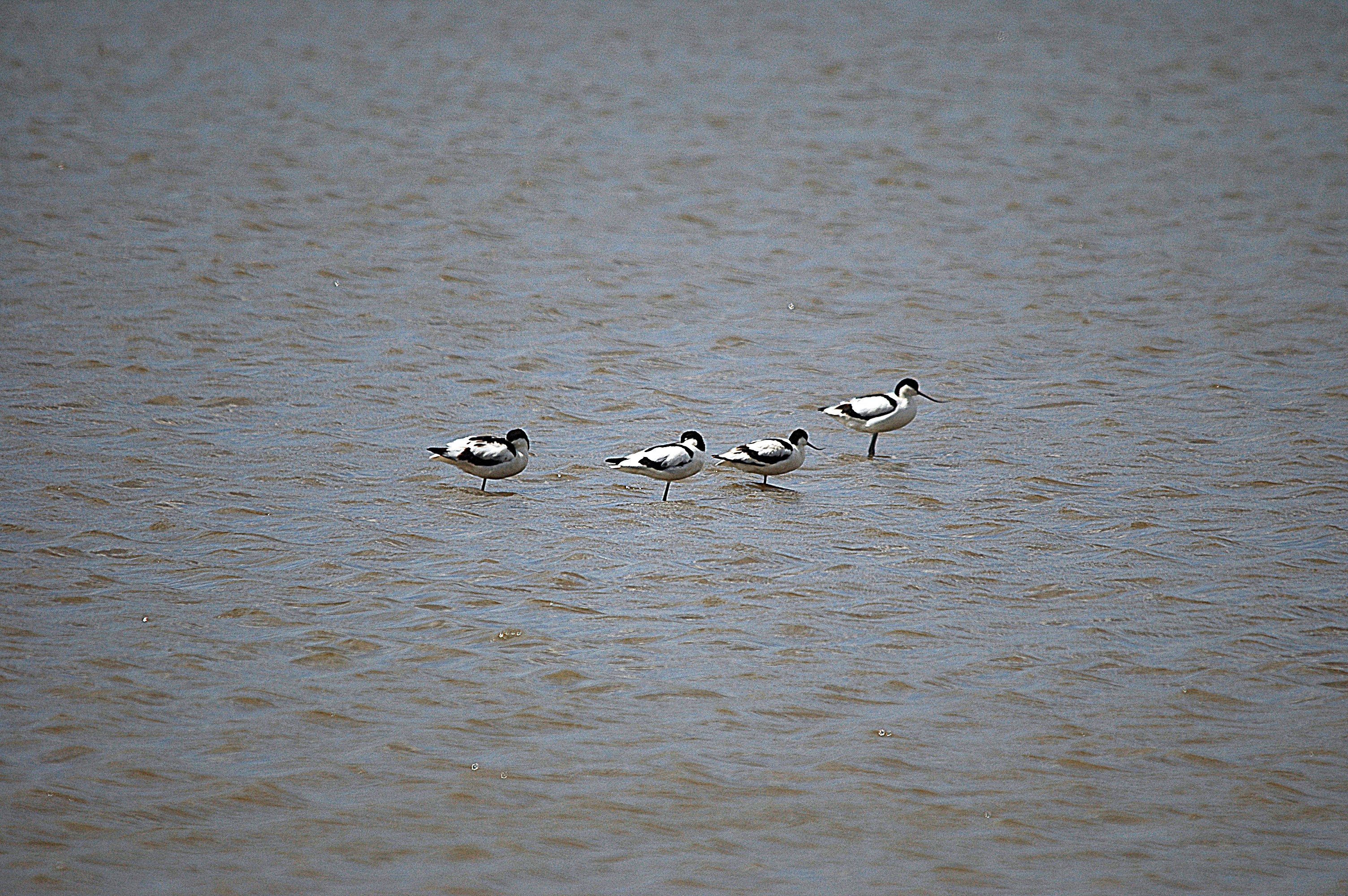 photos/wildlife/Bird_Species/059-Avocets-Stilts/1440-Pied_Avocet/DSC_6158.JPG