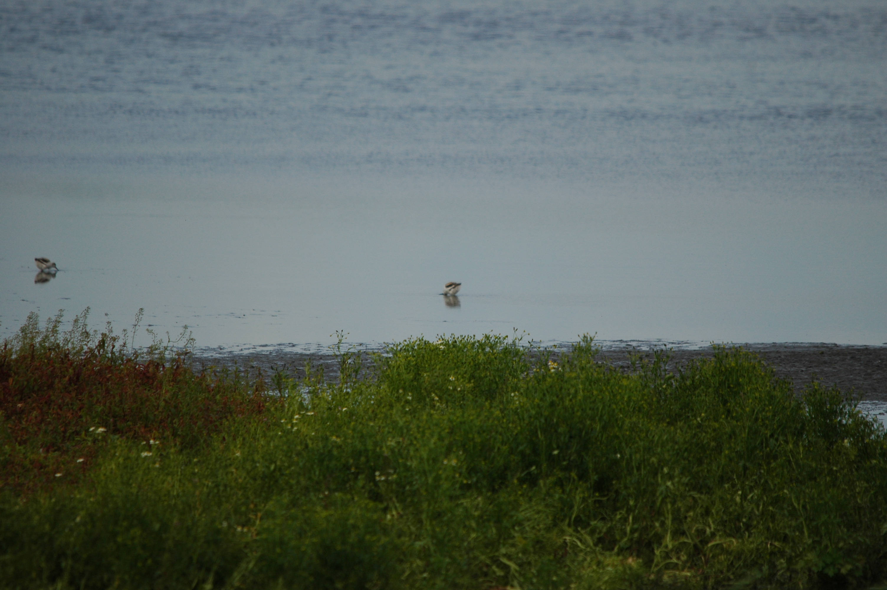 photos/wildlife/Bird_Species/059-Avocets-Stilts/1440-Pied_Avocet/DSC_6201.JPG