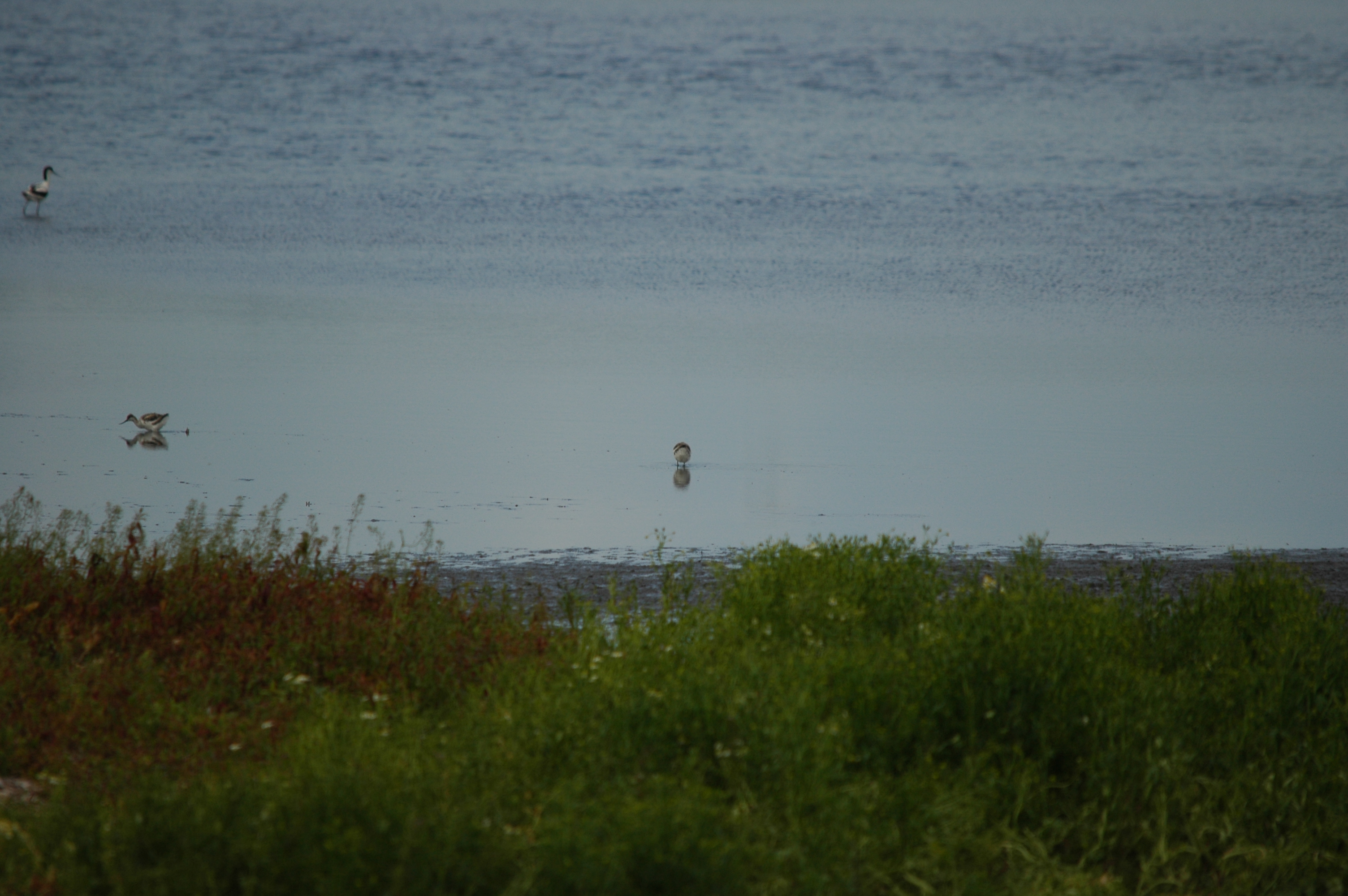 photos/wildlife/Bird_Species/059-Avocets-Stilts/1440-Pied_Avocet/DSC_6202.JPG