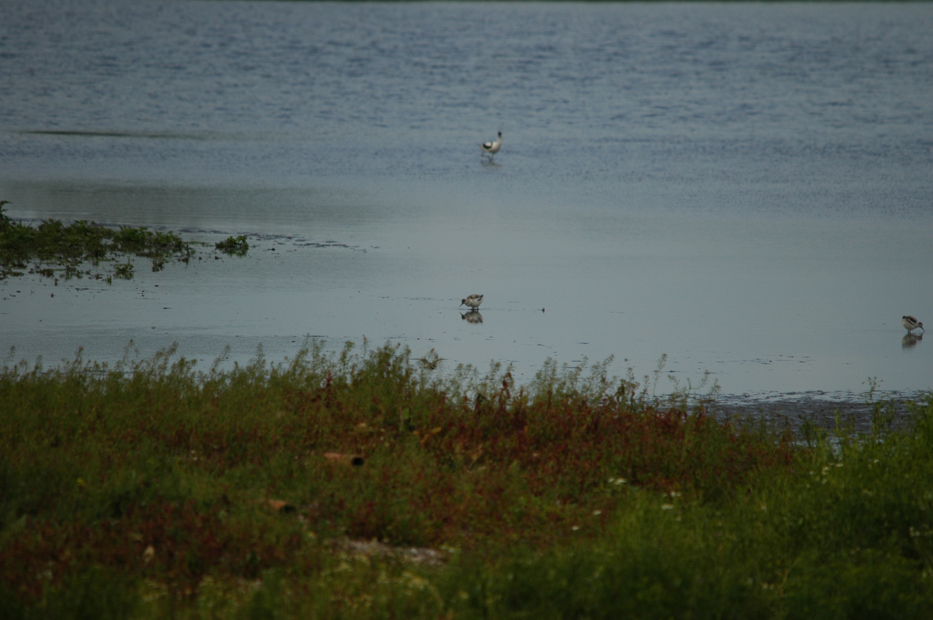 photos/wildlife/Bird_Species/059-Avocets-Stilts/1440-Pied_Avocet/DSC_6203.JPG
