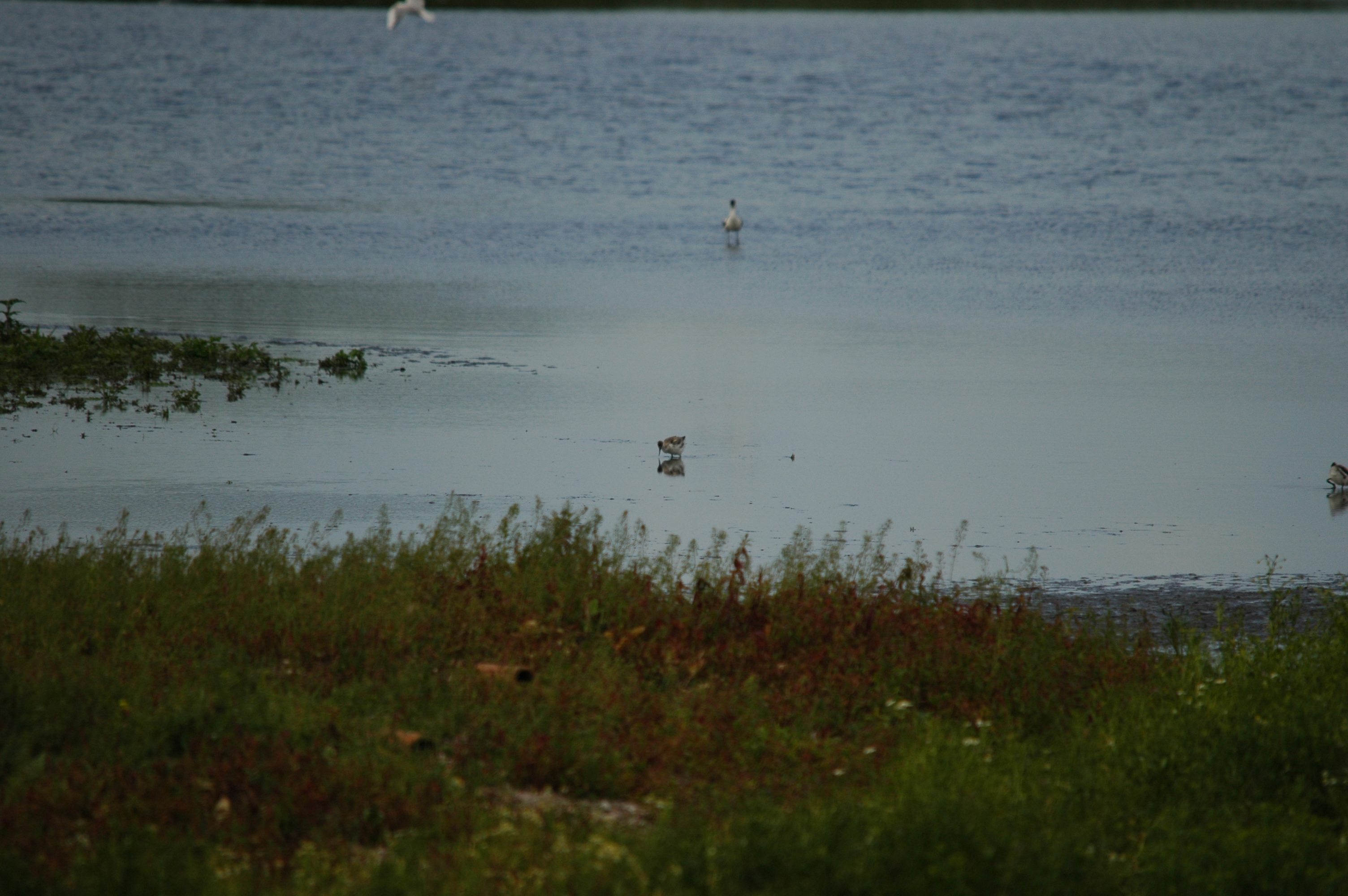 photos/wildlife/Bird_Species/059-Avocets-Stilts/1440-Pied_Avocet/DSC_6204.JPG
