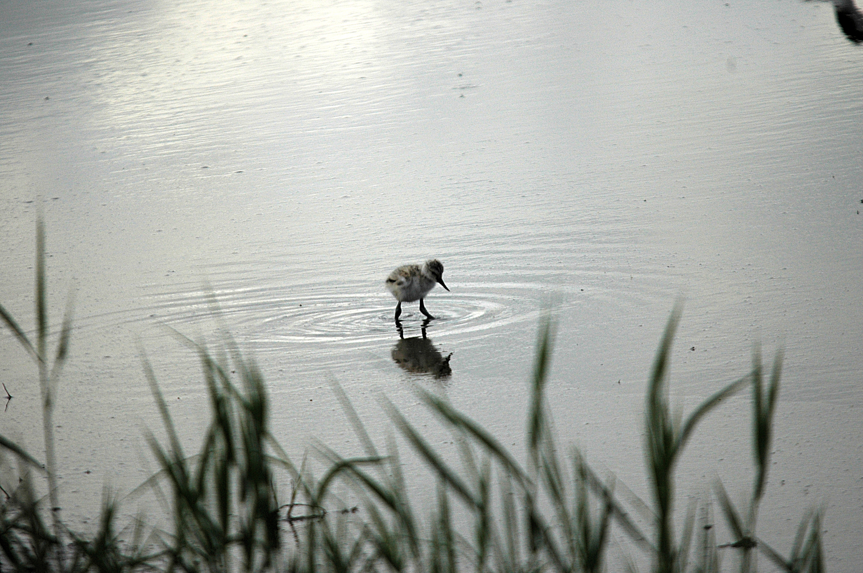 photos/wildlife/Bird_Species/059-Avocets-Stilts/1440-Pied_Avocet/DSC_6271.JPG