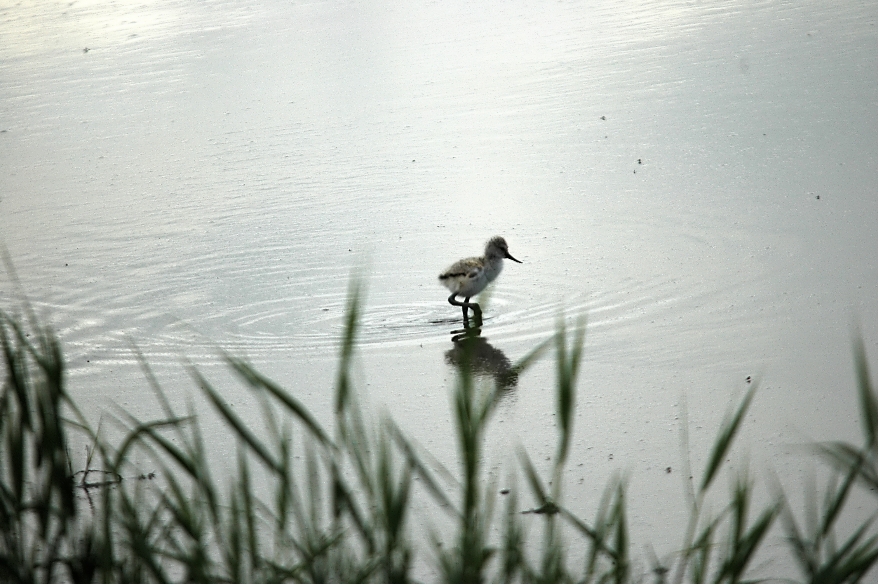 photos/wildlife/Bird_Species/059-Avocets-Stilts/1440-Pied_Avocet/DSC_6274.JPG