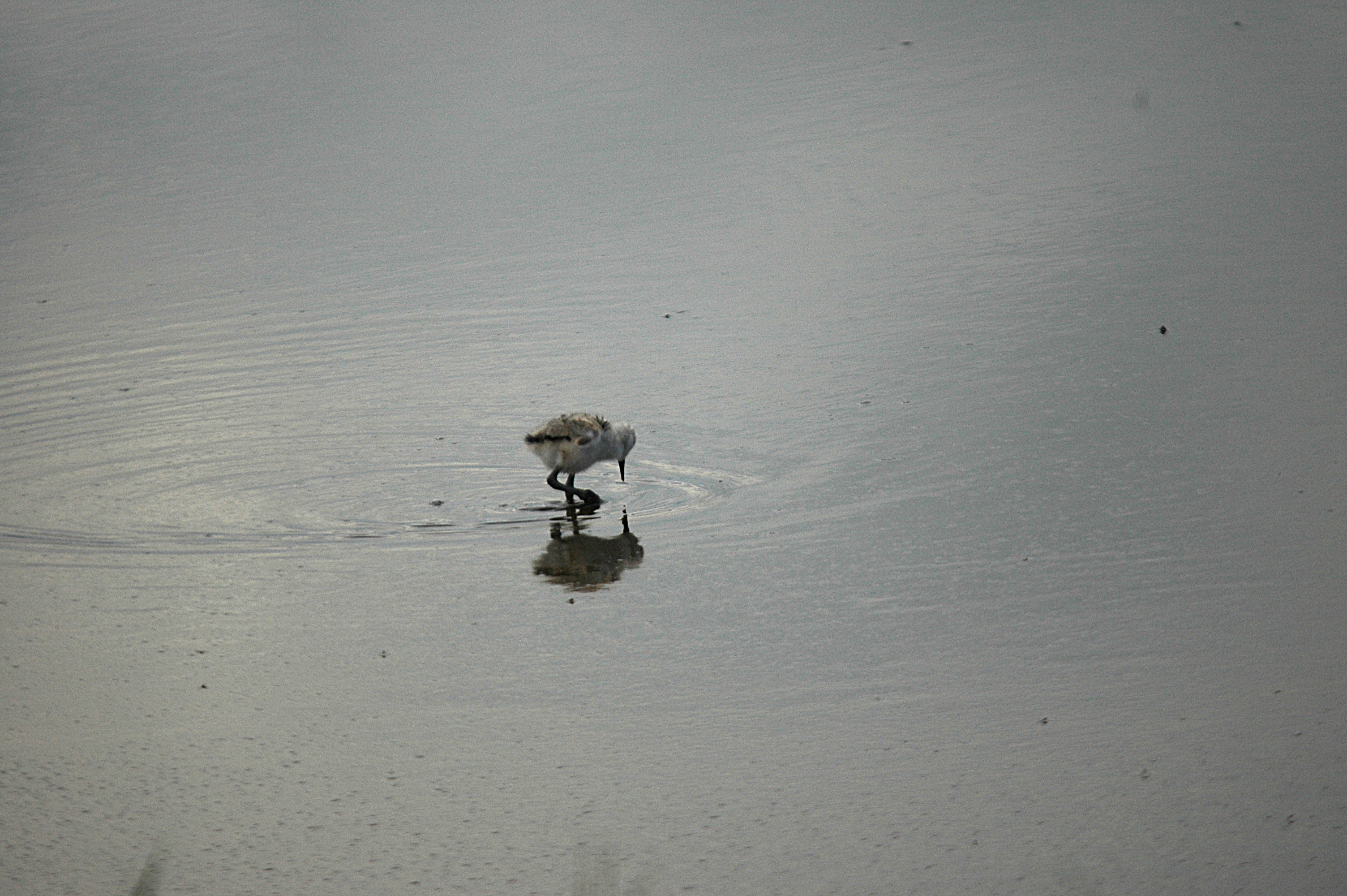 photos/wildlife/Bird_Species/059-Avocets-Stilts/1440-Pied_Avocet/DSC_6280.JPG