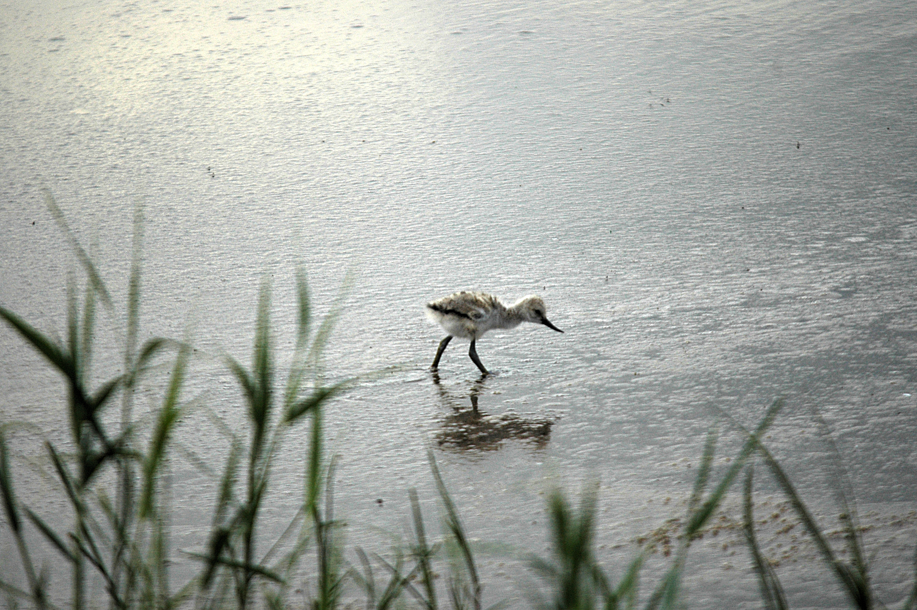 photos/wildlife/Bird_Species/059-Avocets-Stilts/1440-Pied_Avocet/DSC_6281.JPG