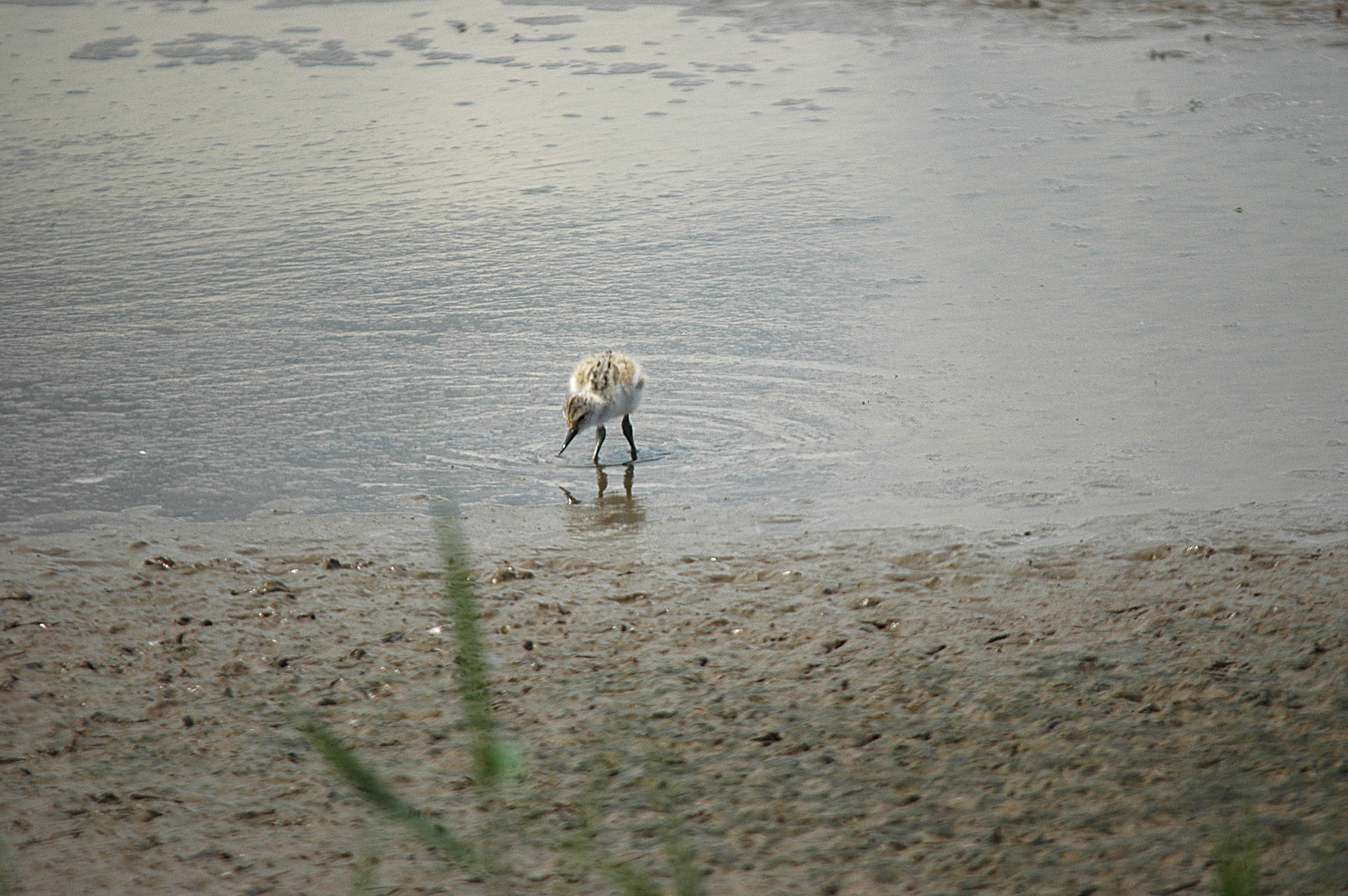 photos/wildlife/Bird_Species/059-Avocets-Stilts/1440-Pied_Avocet/DSC_6282.JPG