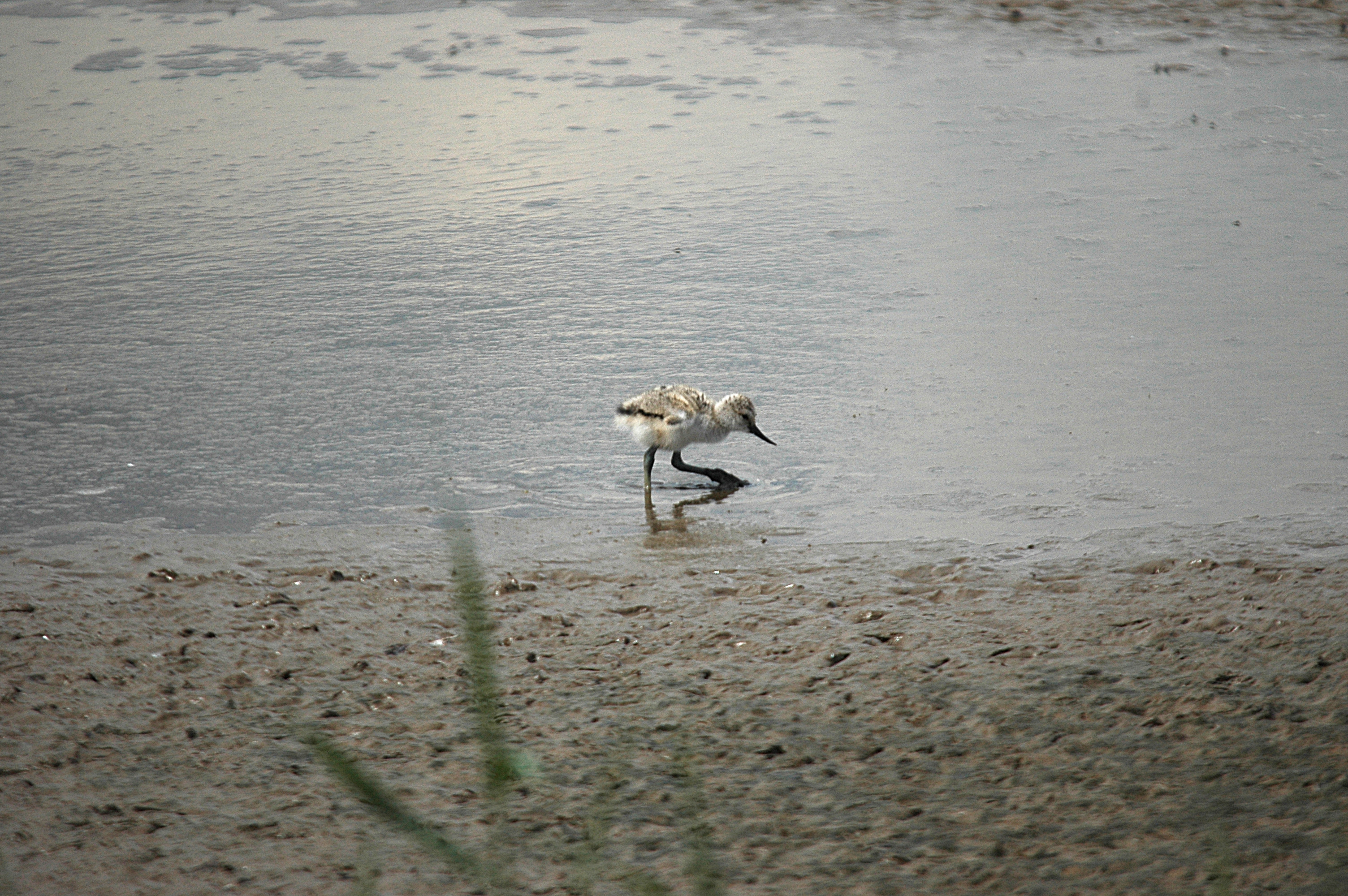 photos/wildlife/Bird_Species/059-Avocets-Stilts/1440-Pied_Avocet/DSC_6283.JPG